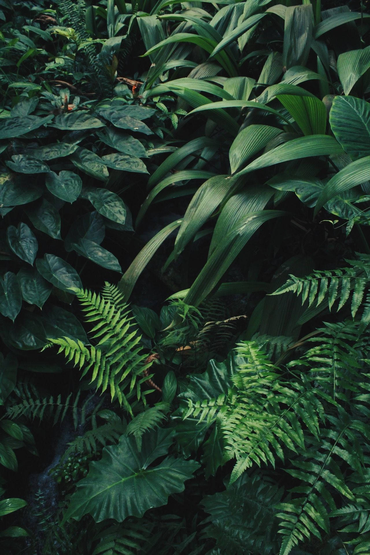 tropical foliage, varied green leaves, lush shadowy jungle atmosphere, Full HD Phone Wallpaper