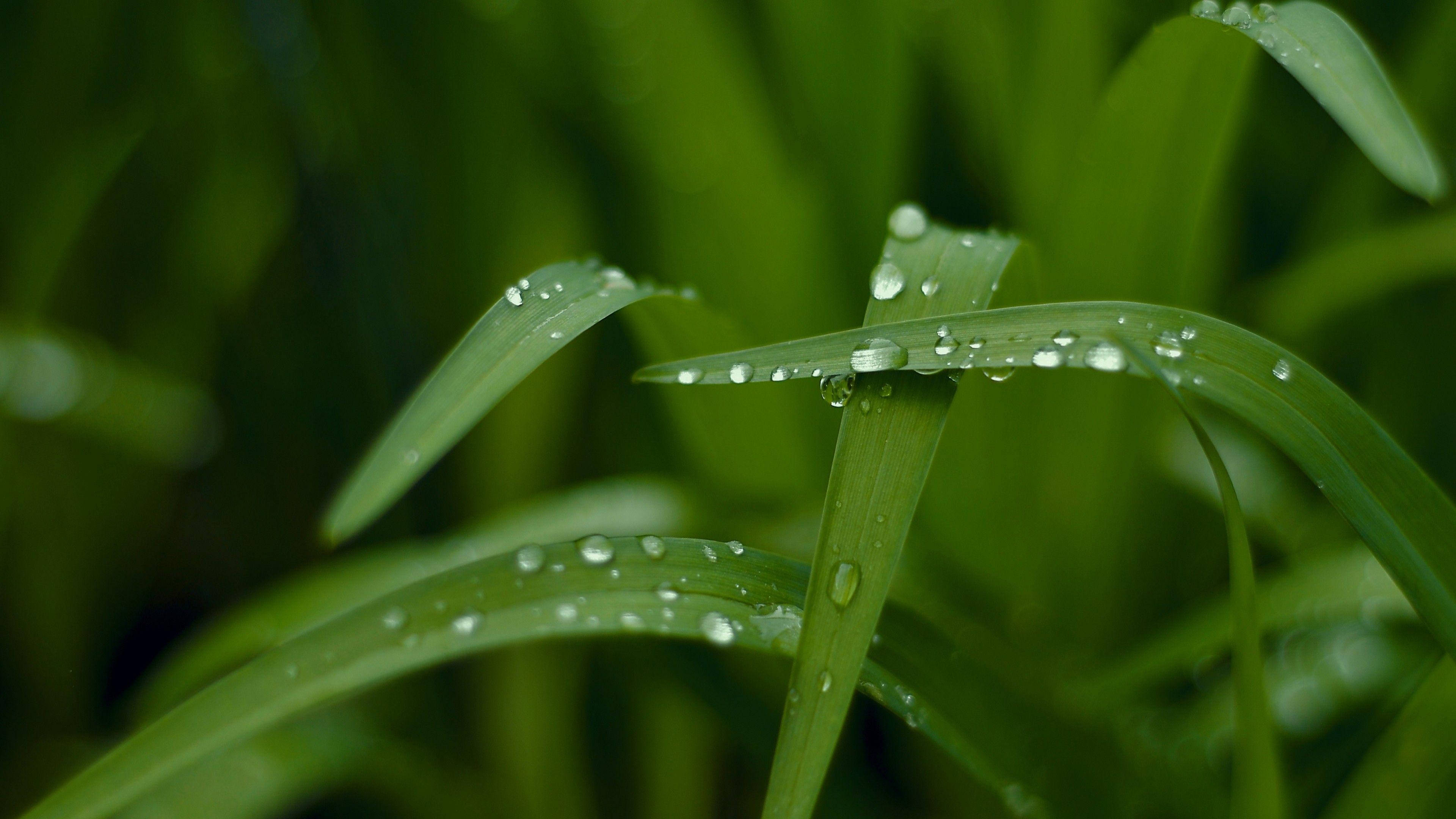 Green Nature, grass blades, dew drops, 4K Desktop Wallpaper