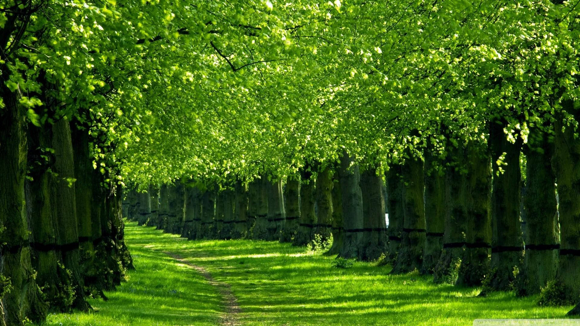 fading green nature, sunlit path, symmetrical avenue, Full HD Desktop Wallpaper