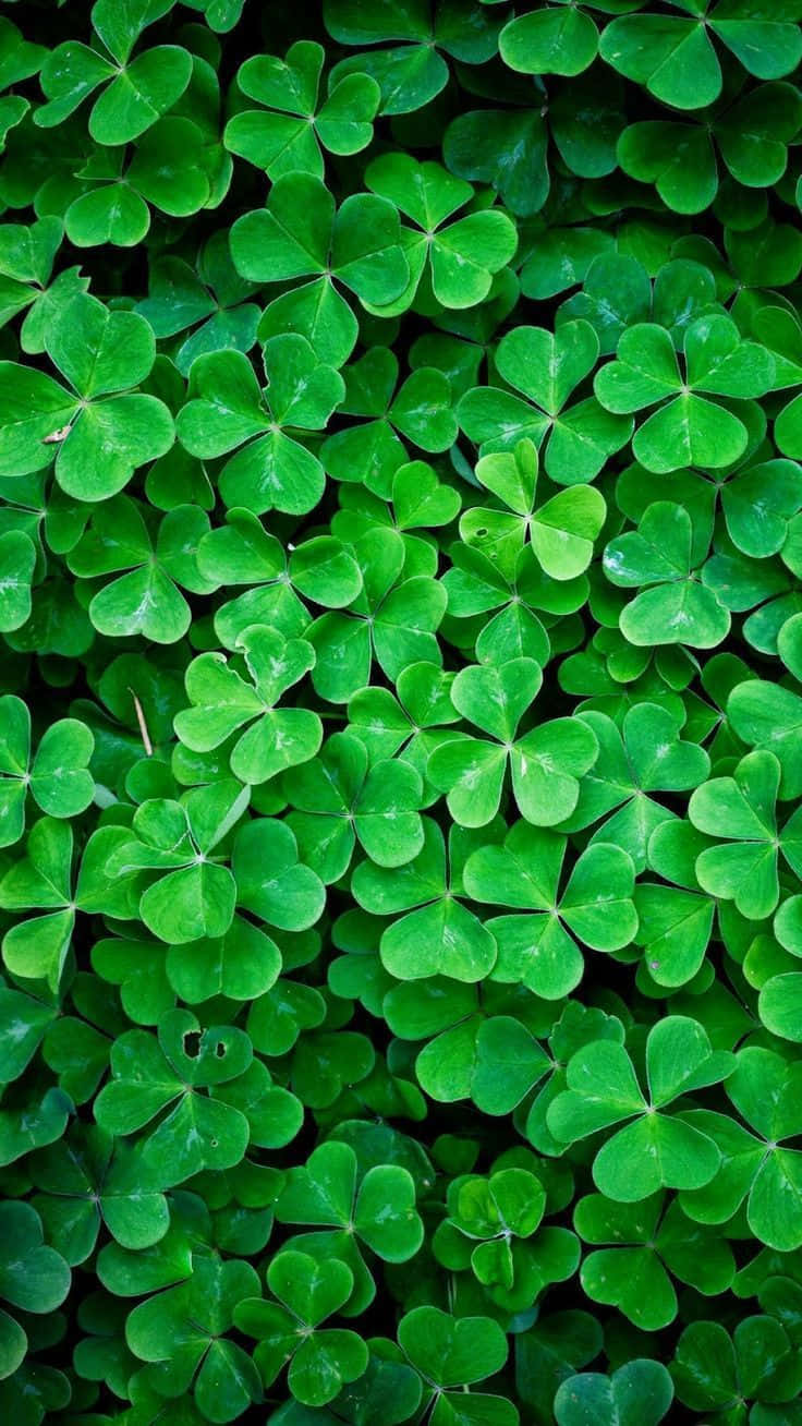 Green Lucky Leaf Nature iPhone, vibrant green, four-leaf clovers, HD Phone Wallpaper