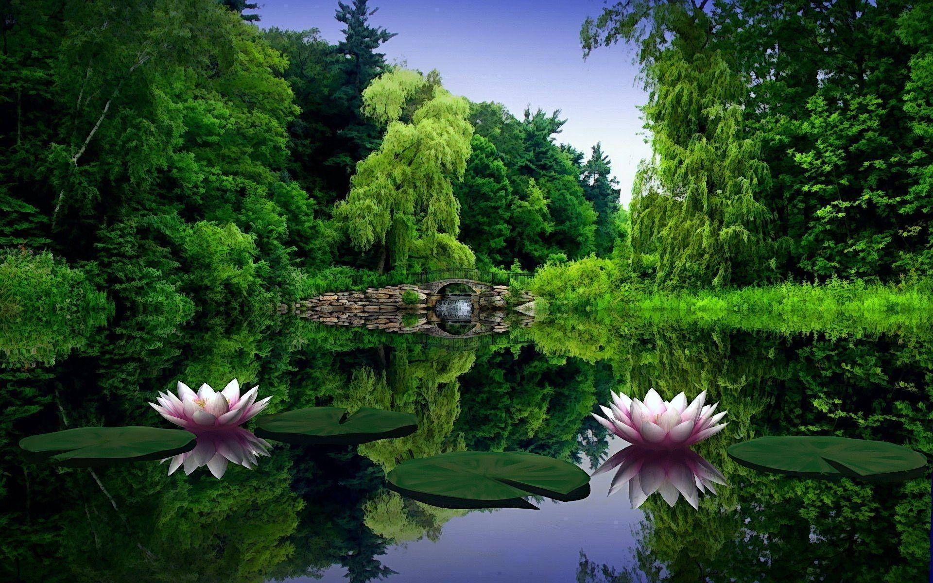 Green Nature, pond, pink water lilies, Full HD Desktop Wallpaper