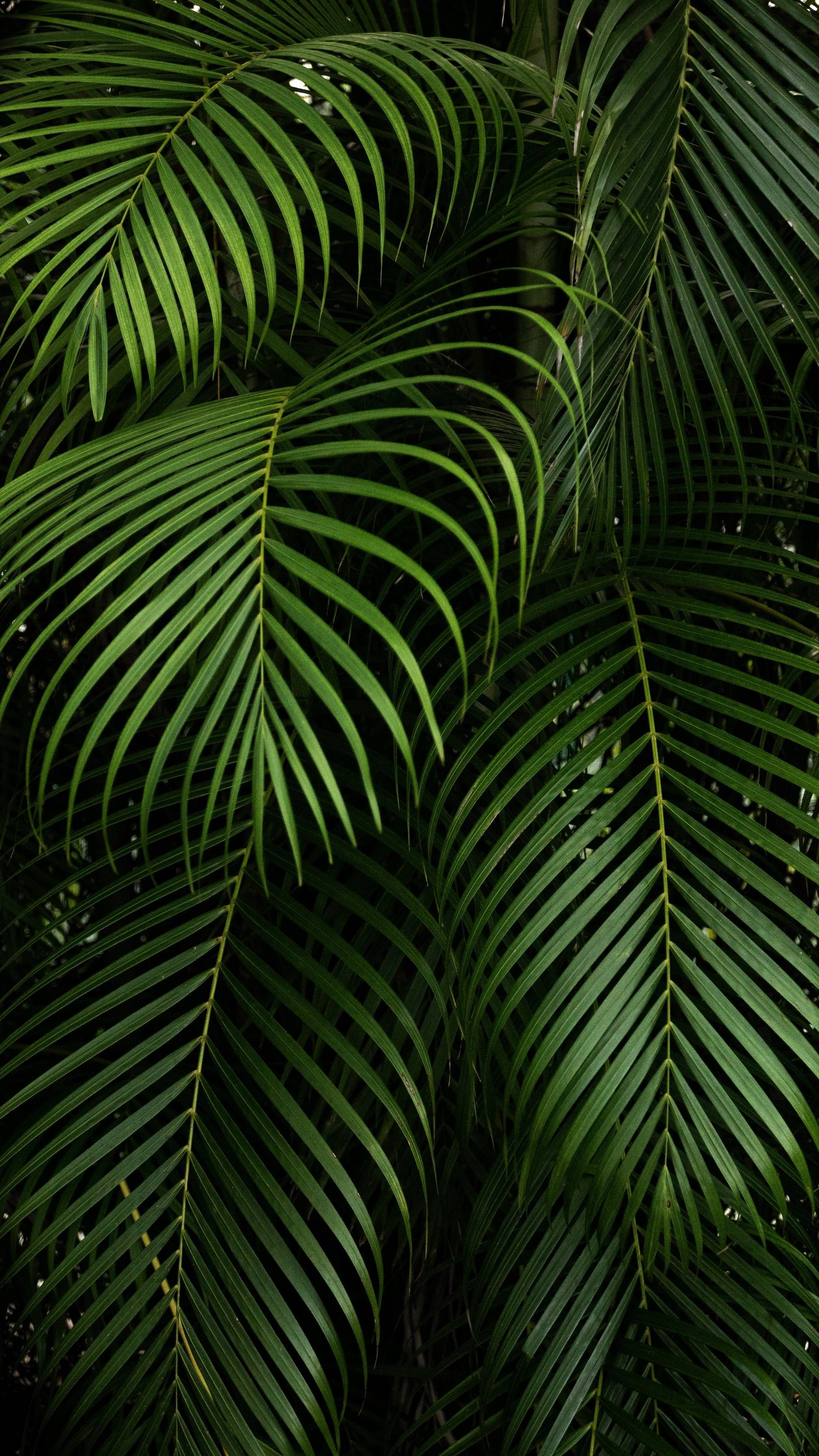 pointy dark green palm leaves, tropical palm fronds, deep green hues, 4K Phone Wallpaper