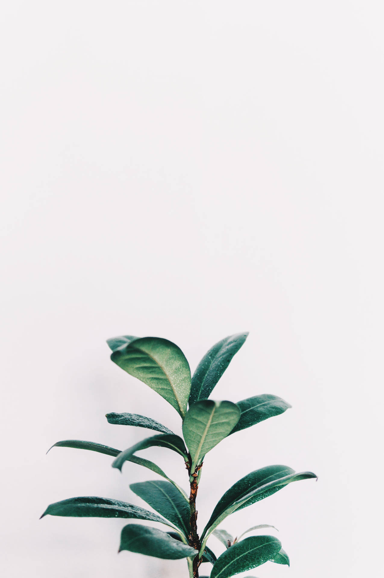white aesthetic, green leaves, plants, Full HD Phone Wallpaper