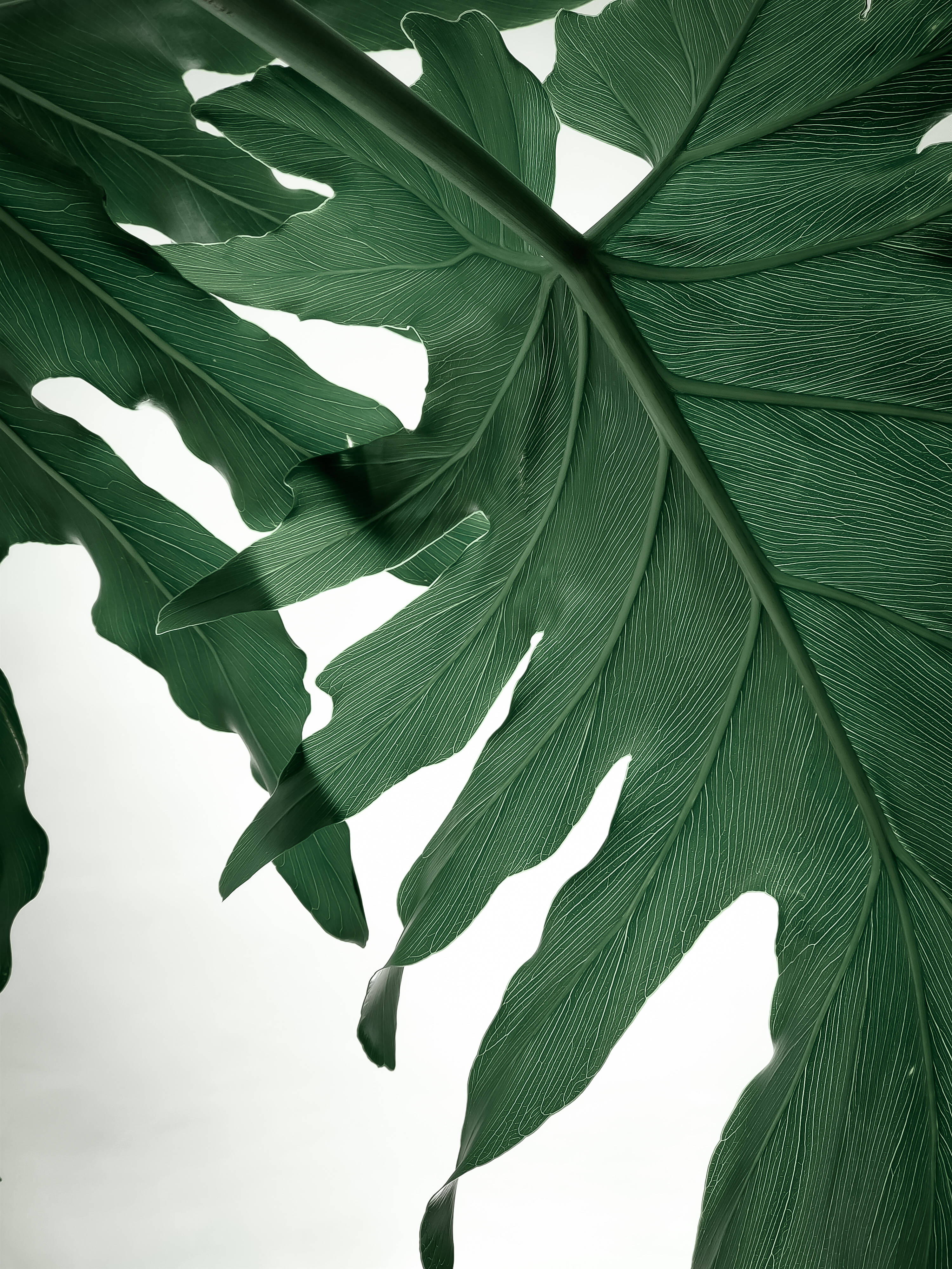 Textured Swiss Cheese Plant, large tropical leaves, intricate veins, 4K Phone Wallpaper