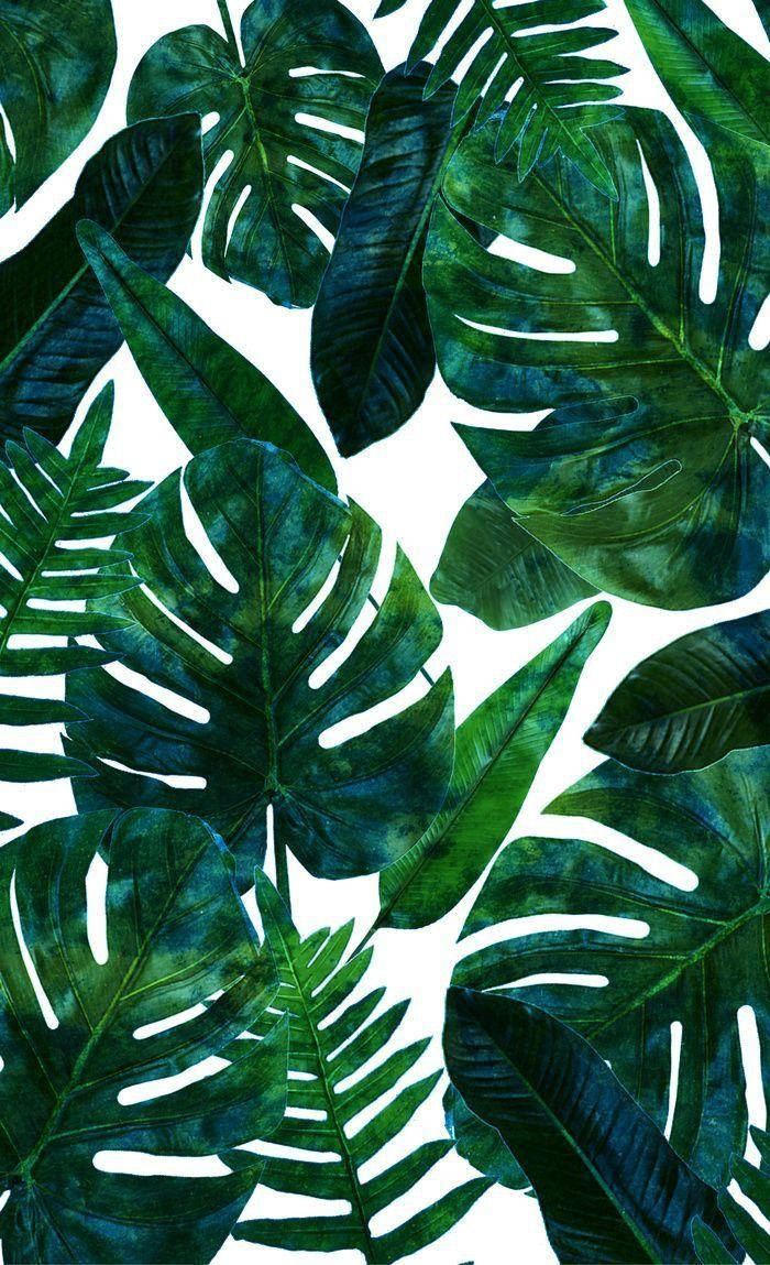 Monstera leaves, deep green hues, stark white background, SD Phone Wallpaper