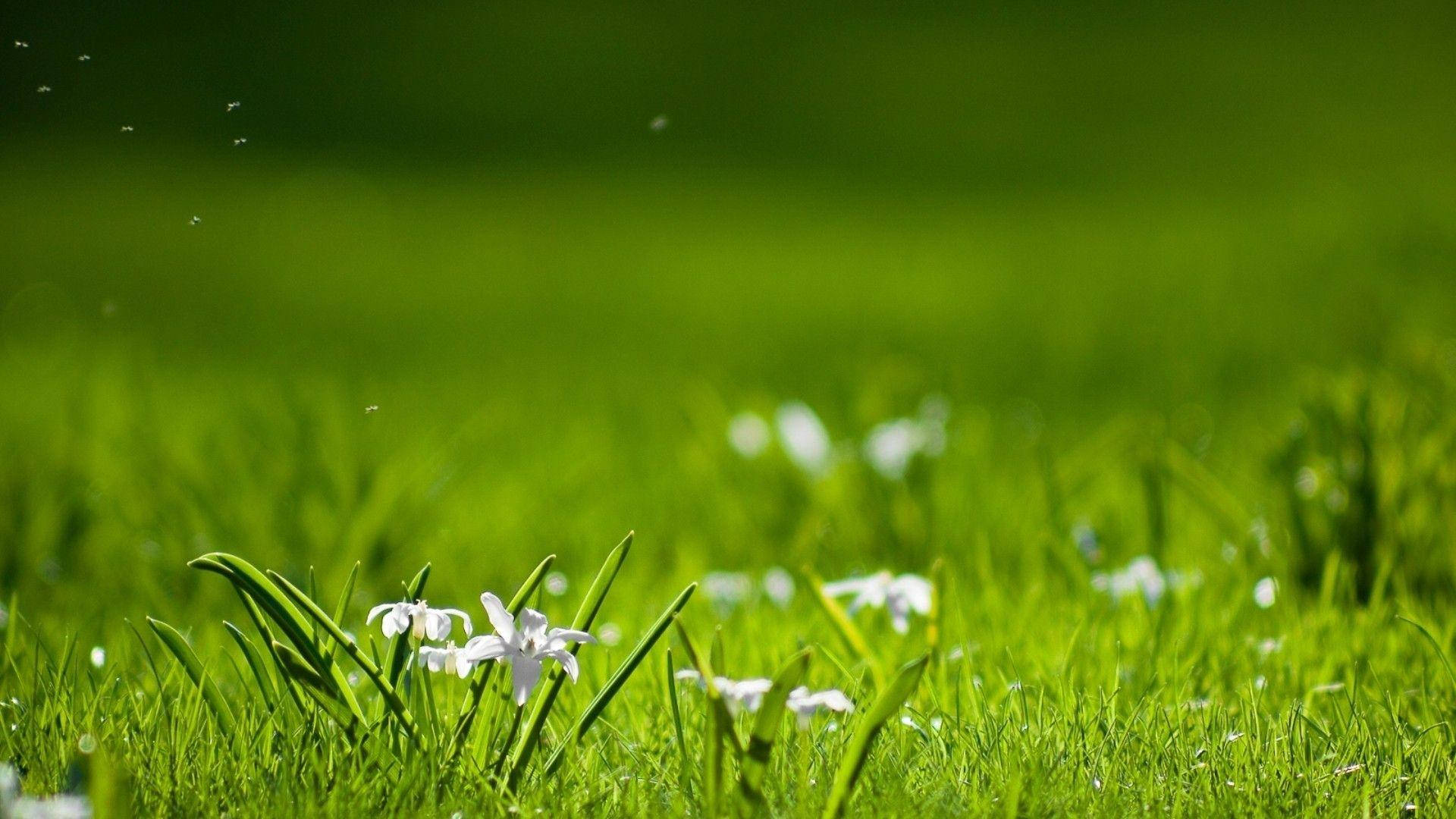 vibrant green grass, delicate white flowers, bright sunlight, Full HD Desktop Wallpaper