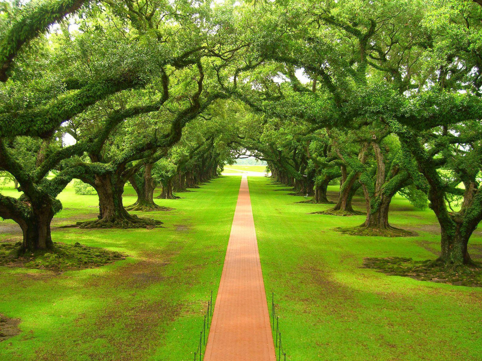 red brick path, lush green tunnel, ancient moss-covered oak trees, HD Desktop Wallpaper