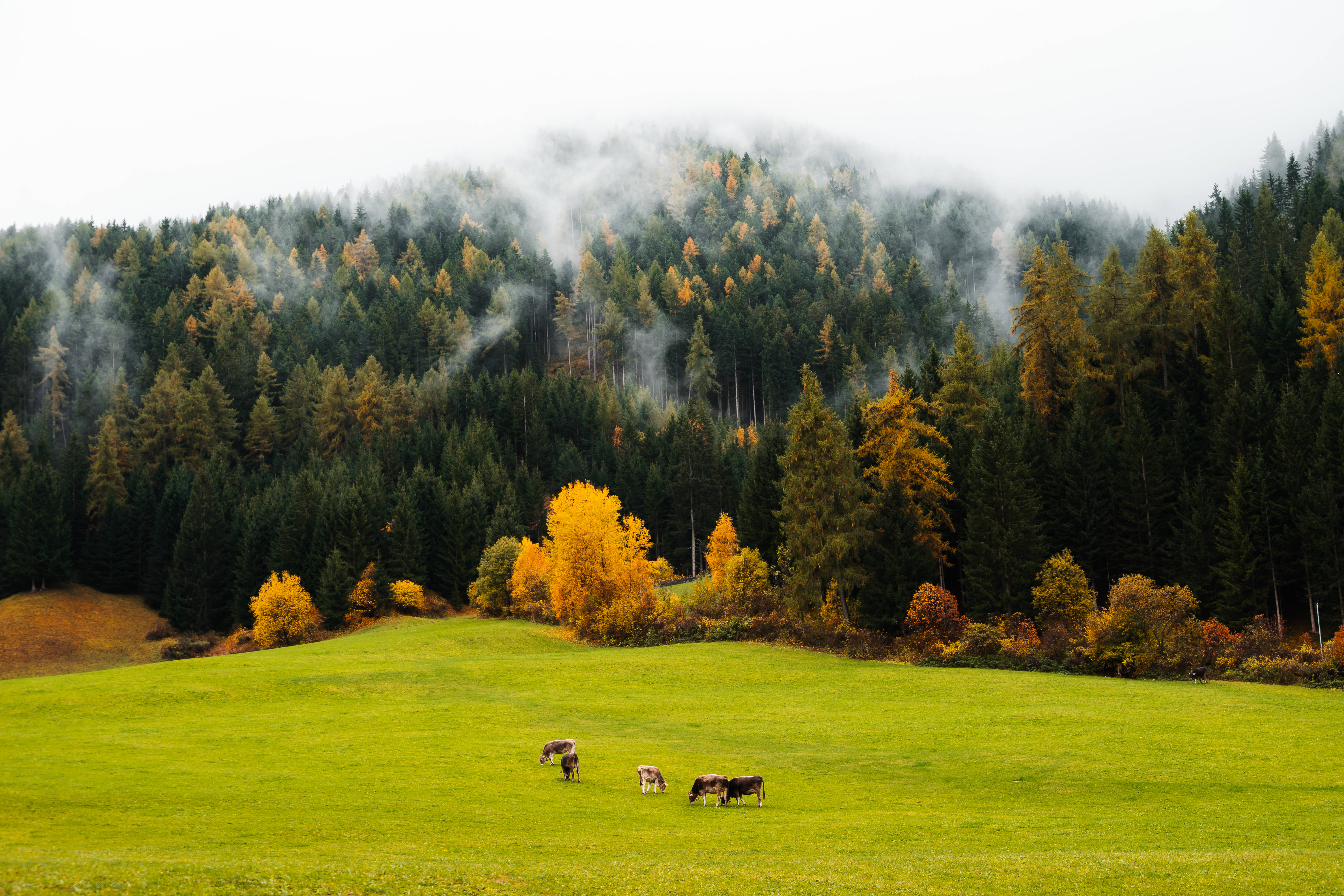 vibrant green meadow, autumn-colored trees, misty forested hills, 5K Desktop Wallpaper