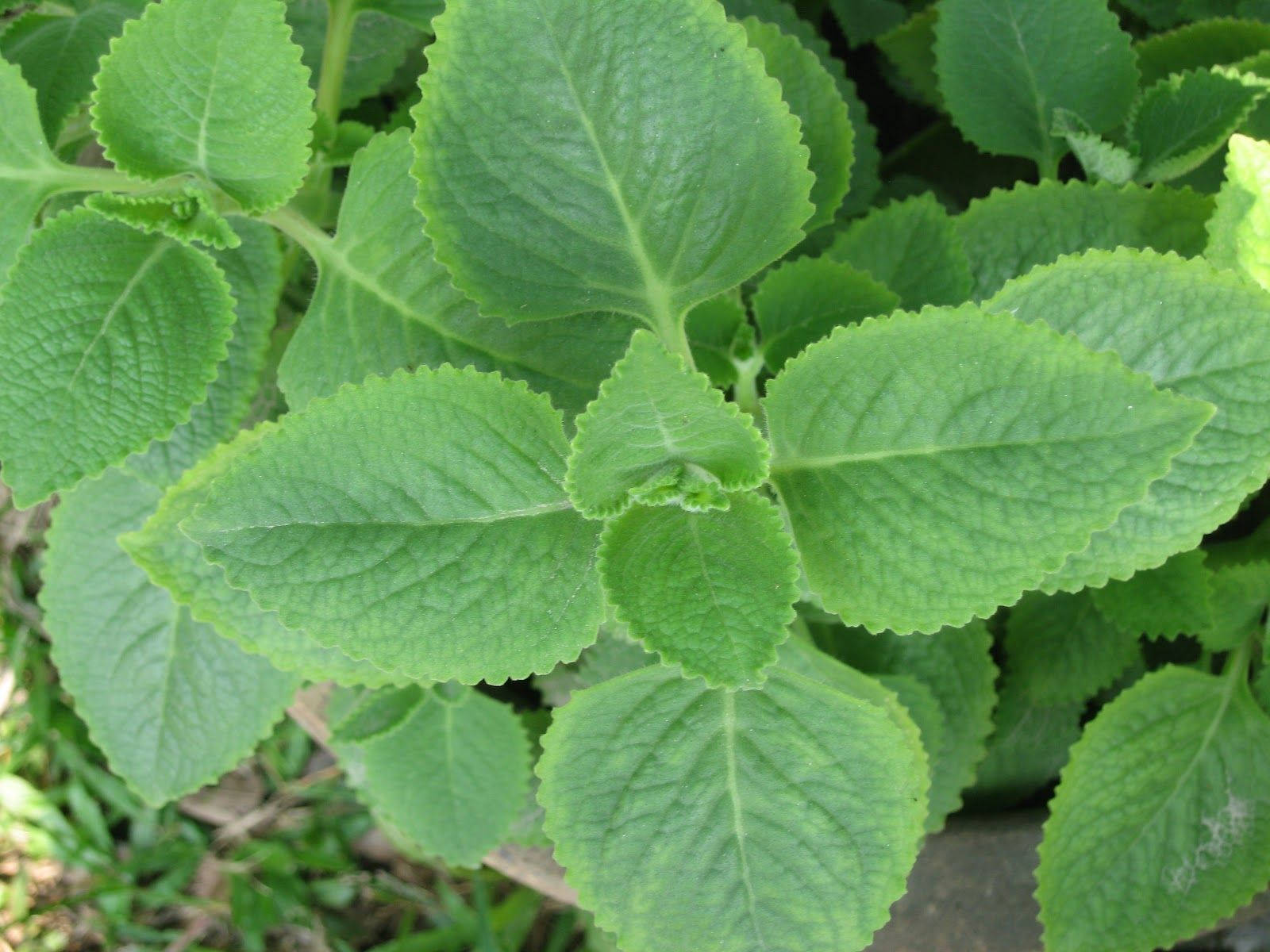 sweet smelling mint plant, vibrant green, serrated edges, HD Desktop Wallpaper