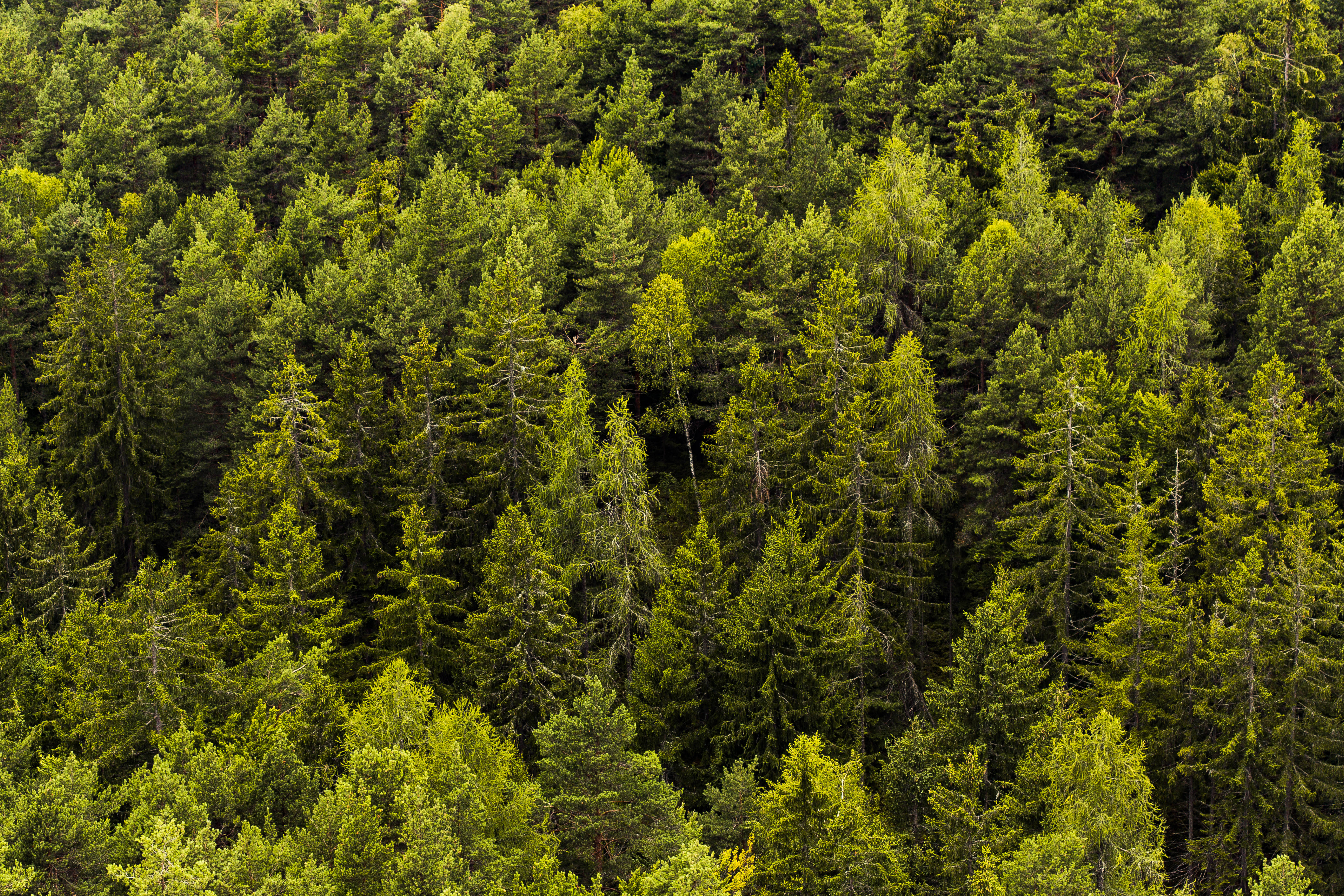 wonderful green nature tree copse, aerial view, dense evergreen forest, 4K Desktop Wallpaper
