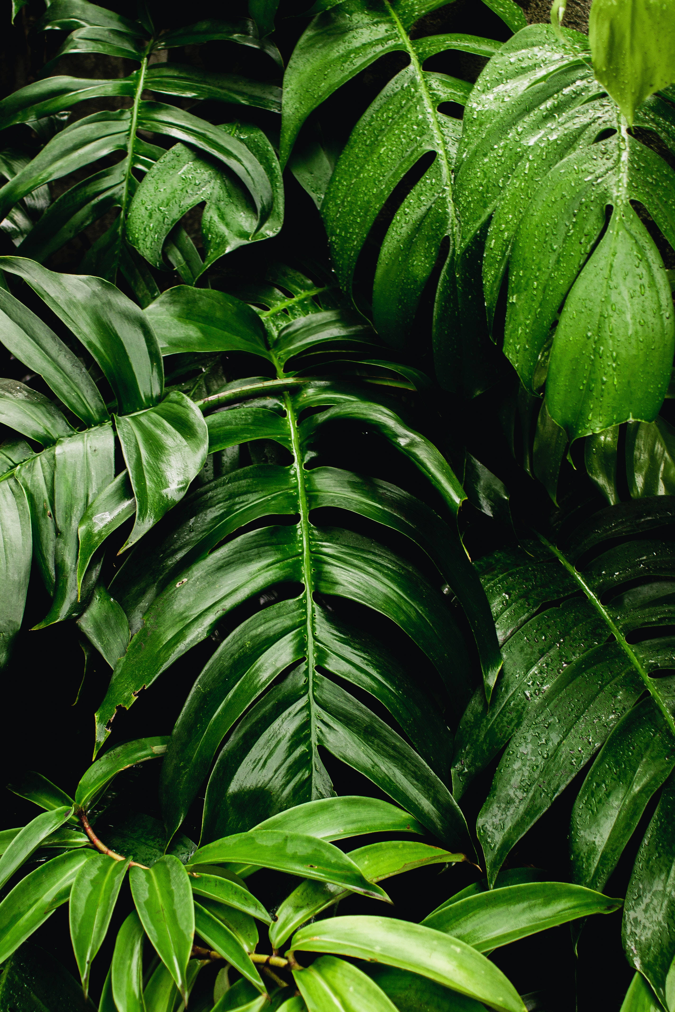 monstera, tropical, lush, 4K Phone Wallpaper