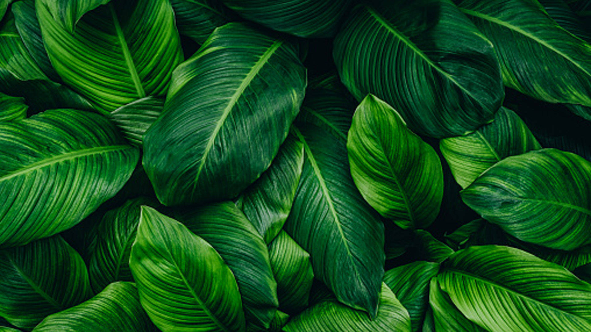 peace lily, glossy green tropical leaves, prominent veins, Full HD Desktop Wallpaper