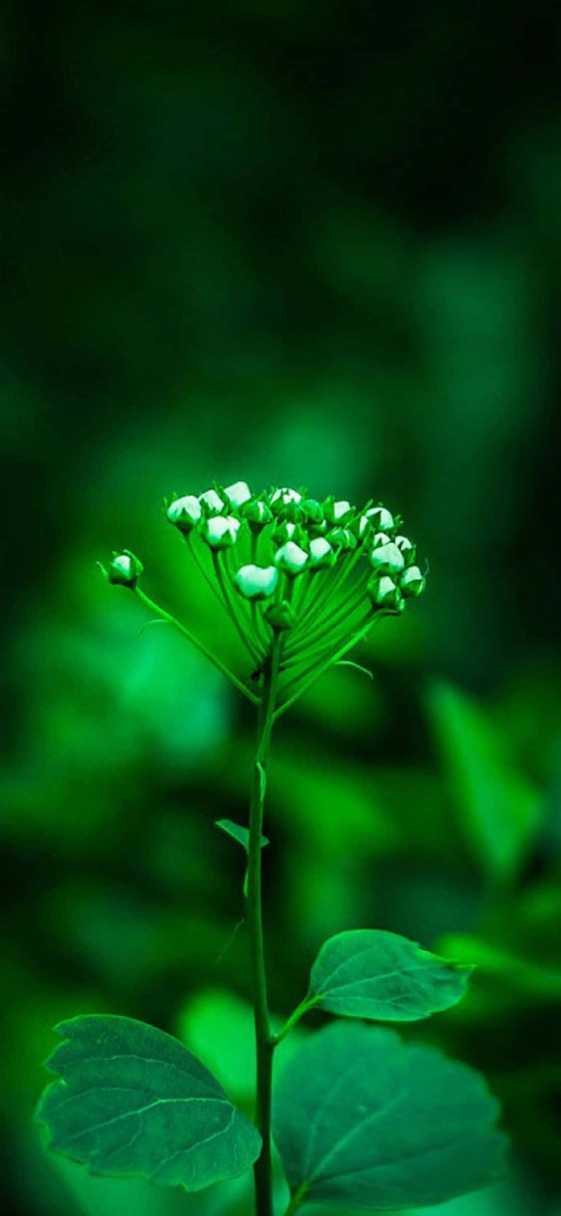 Green Nature, iPhone, green stem, Full HD Phone Wallpaper