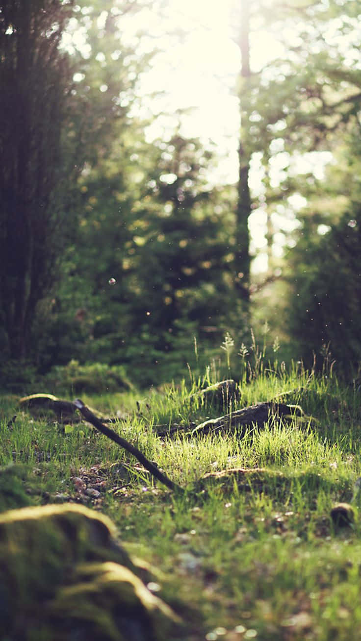 Green Nature, iPhone, forest, HD Phone Wallpaper