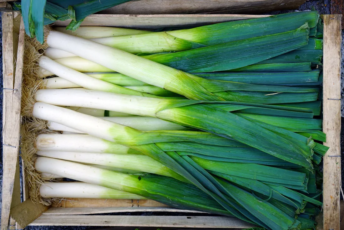 Green Onion