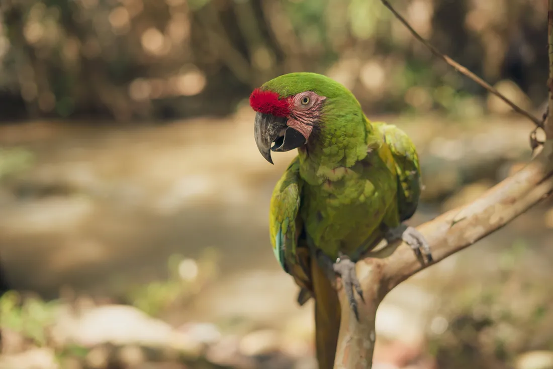 Green Parrot HD