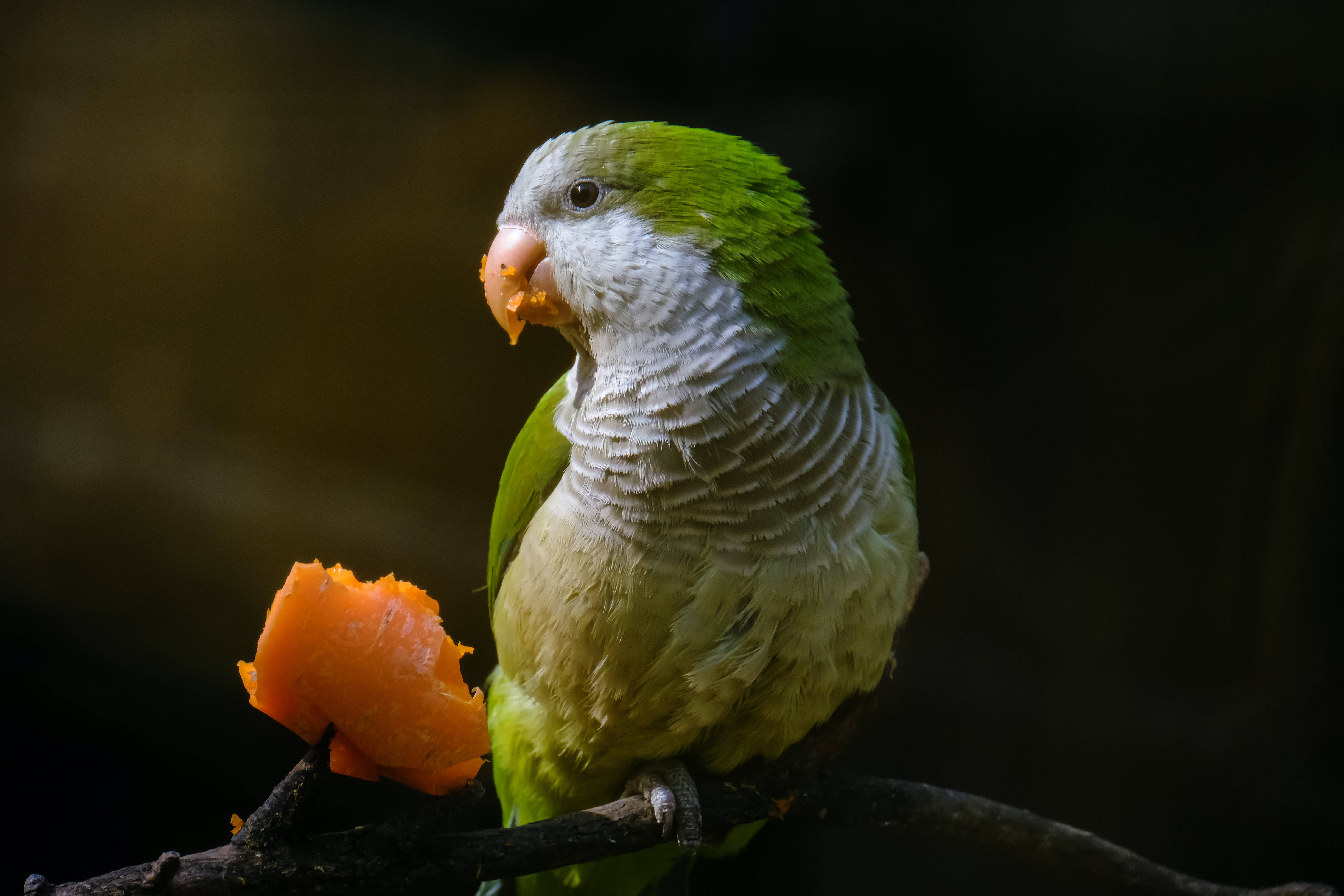 Green Parrot HD, vibrant green parrot, white chest, 5K Desktop Wallpaper