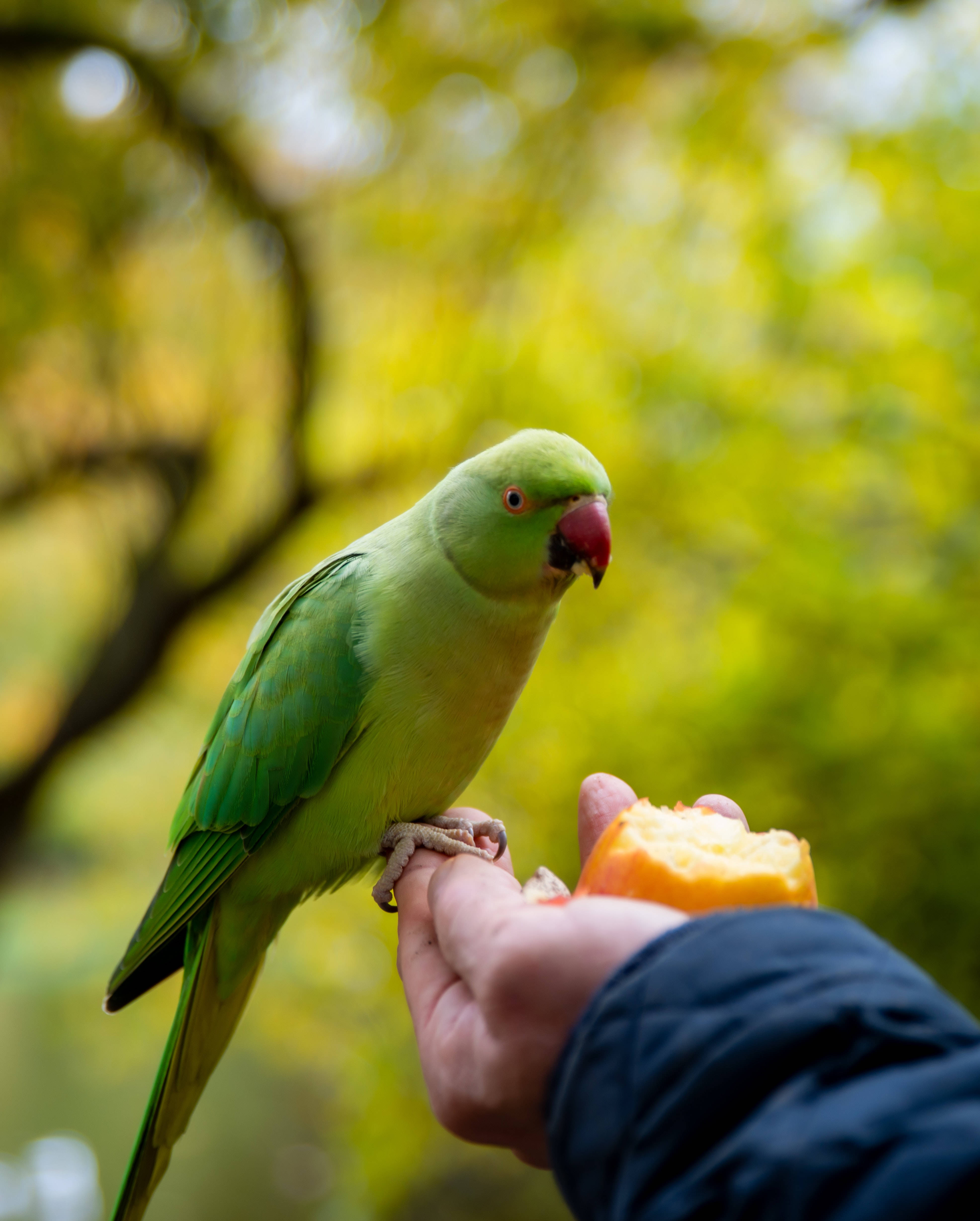 Green Parrot HD, vibrant green parrot, hand, 4K Phone Wallpaper