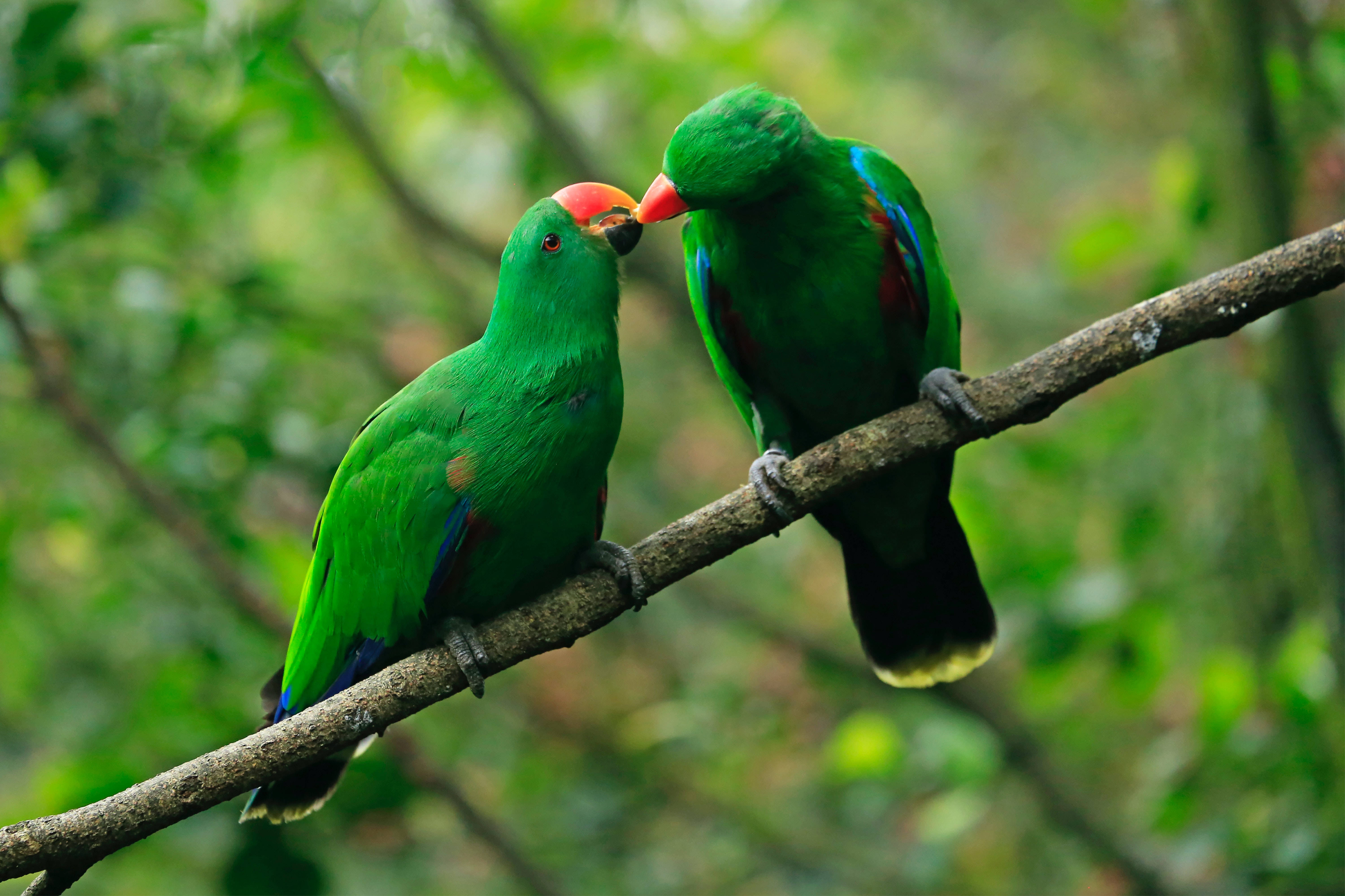 Kissing Green Parrot HD, vibrant green parrots, red beaks, 5K Desktop Wallpaper