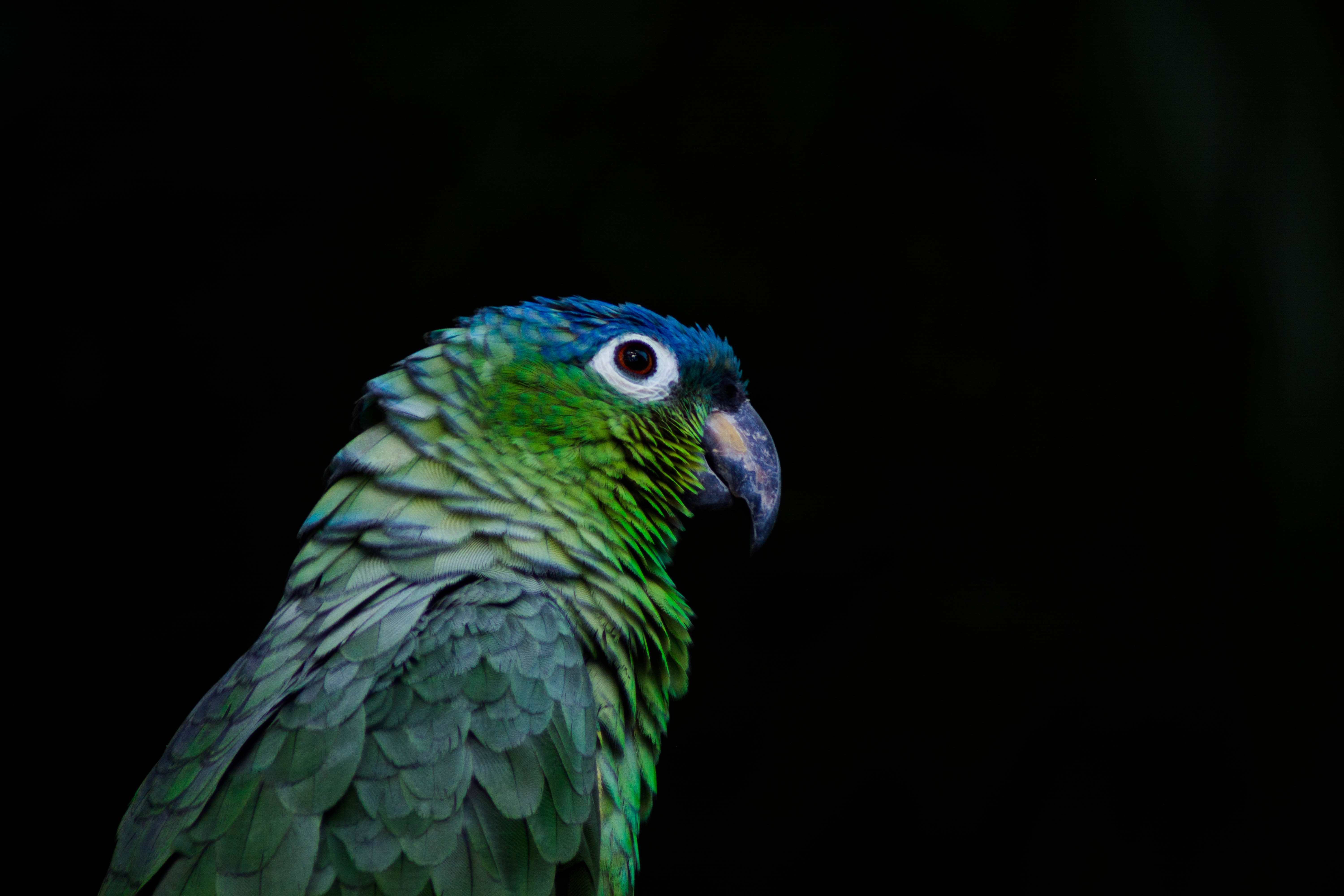 Green Parrot HD, black, vibrant green, 5K Desktop Wallpaper
