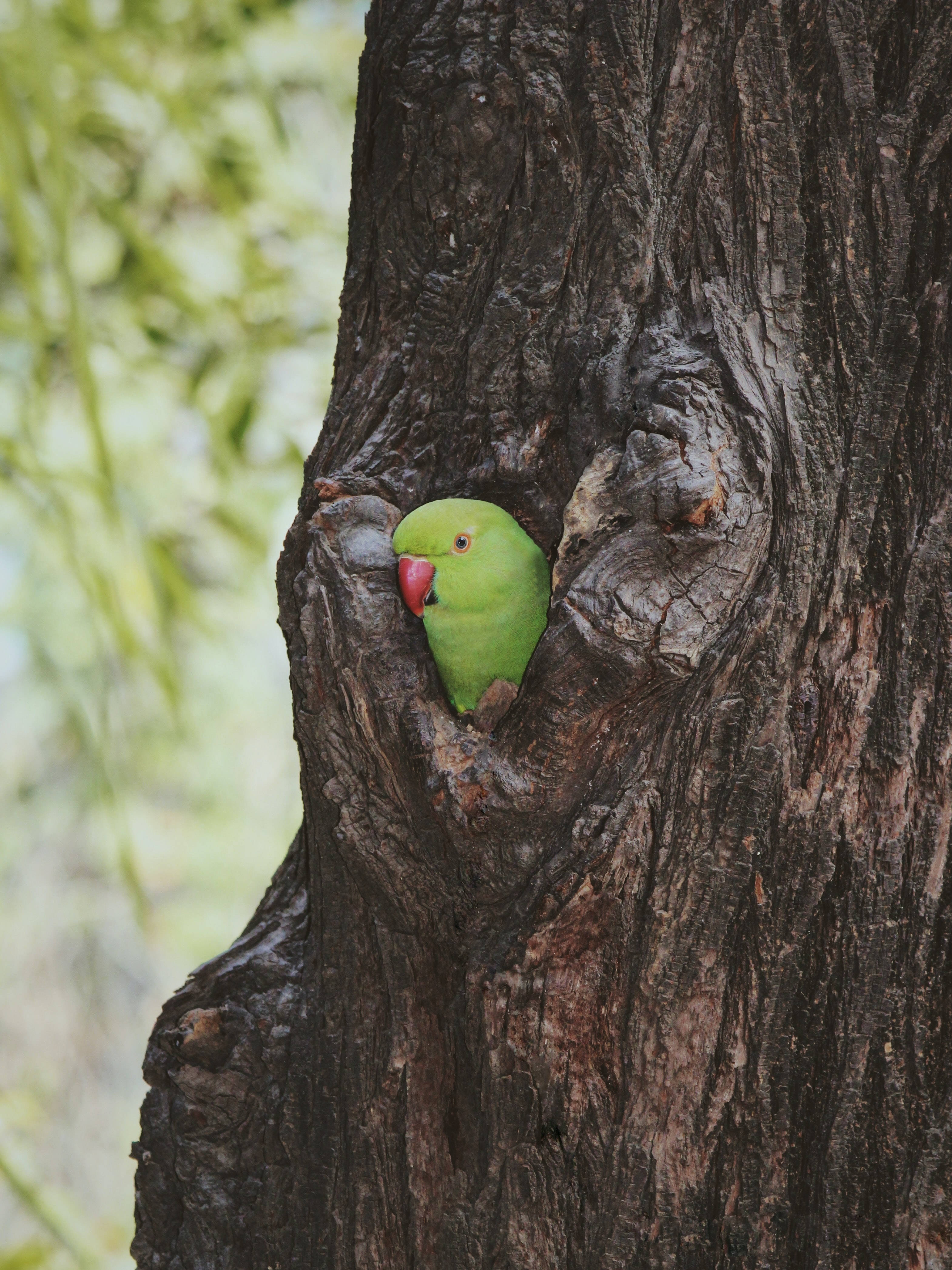 Green Parrot HD, bright green parrot, rugged tree trunk, 4K Phone Wallpaper
