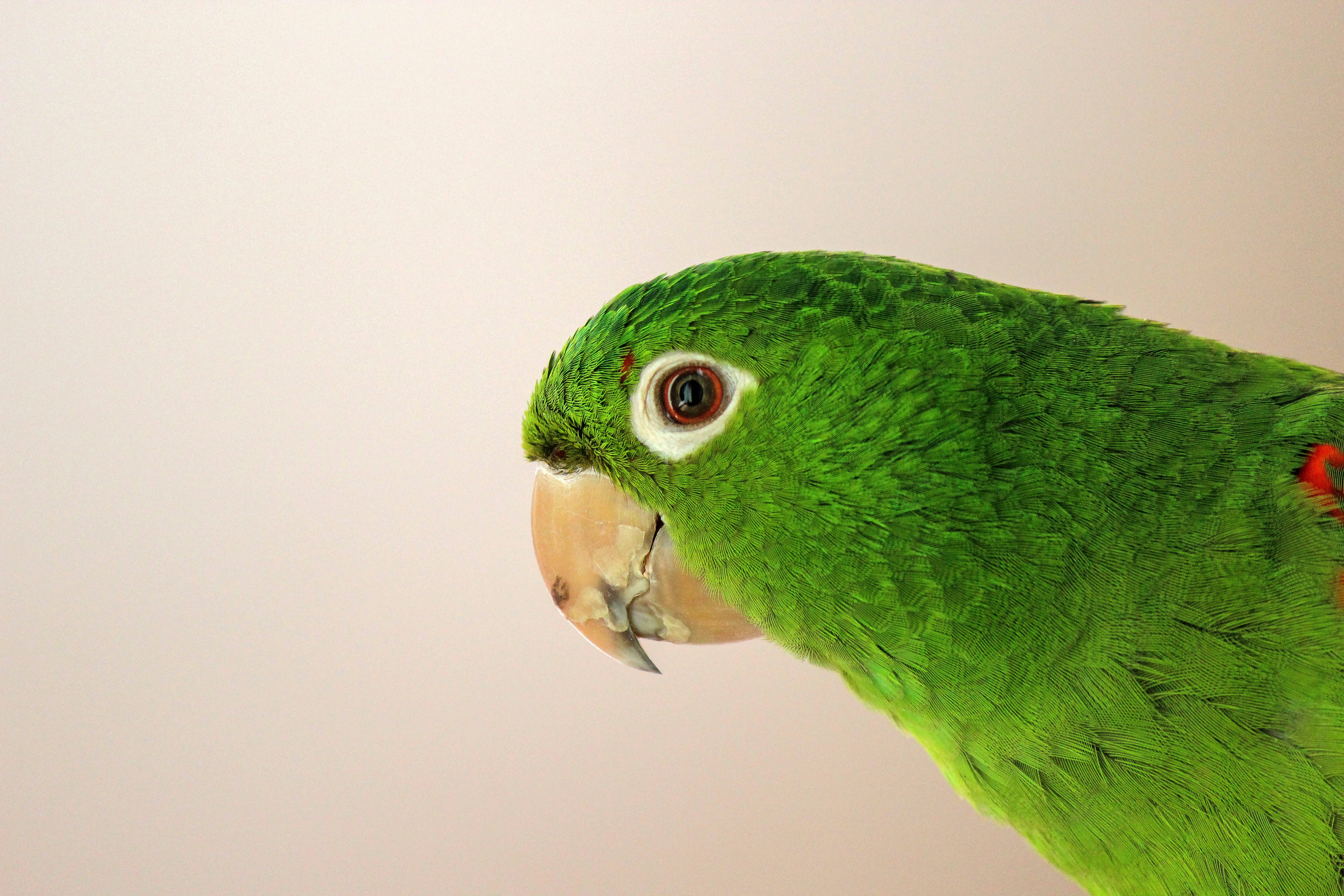Green Parrot HD, white, vibrant green parrot, 5K Desktop Wallpaper