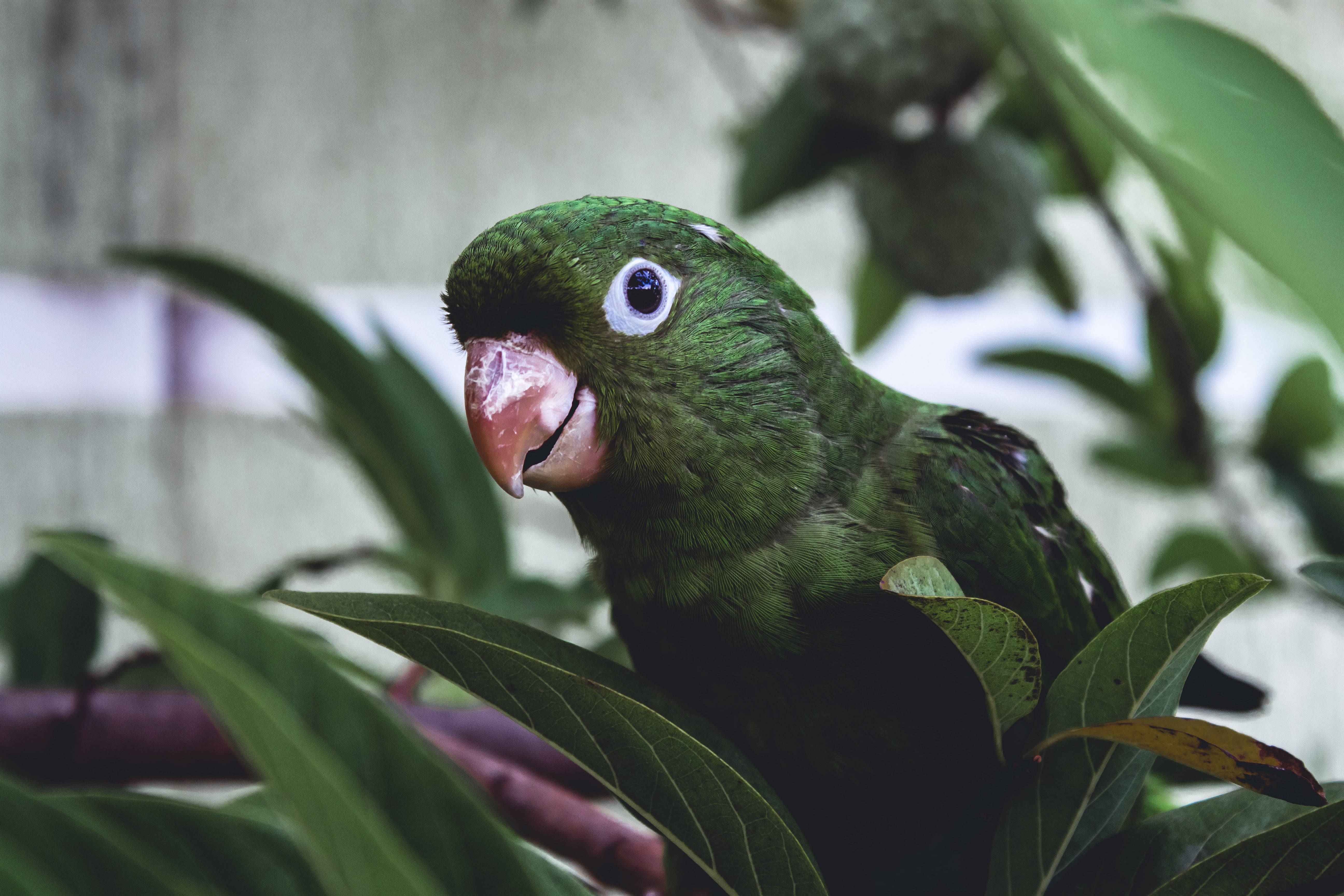 Green Parrot HD, vibrant green parrot, pink beak, 5K Desktop Wallpaper