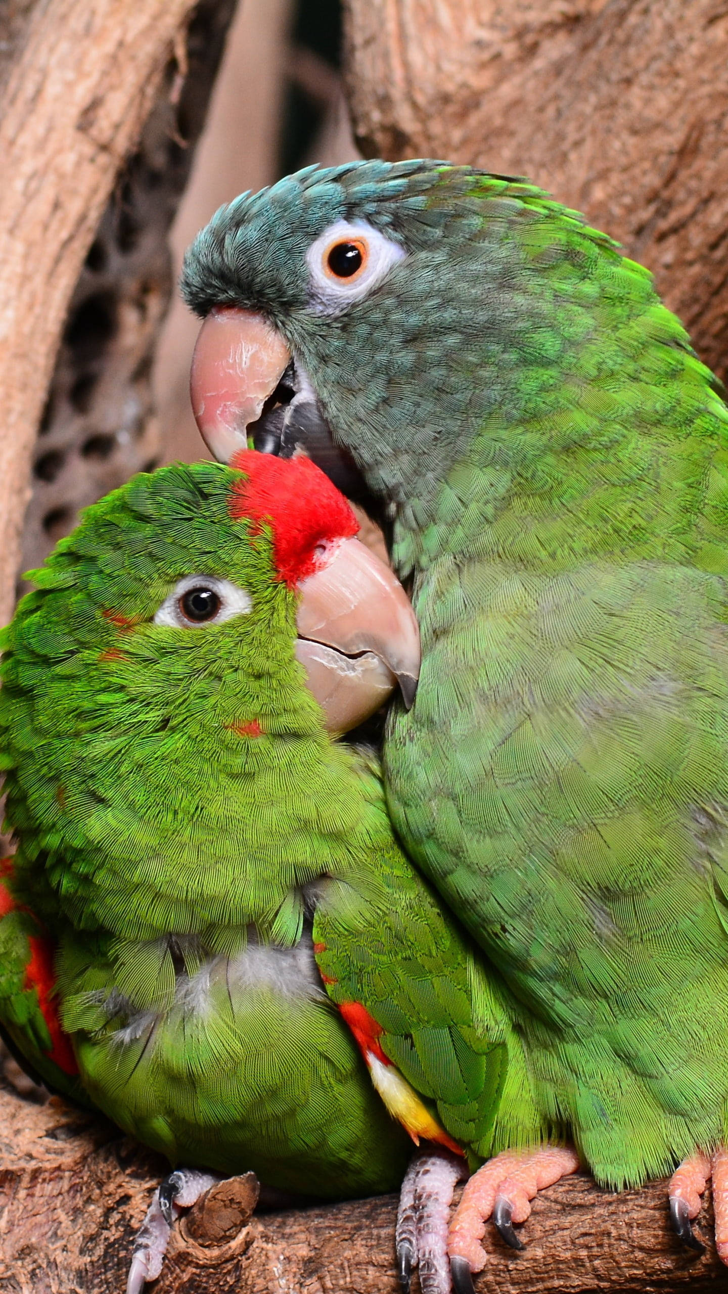 Green Parrot HD, vibrant green parrots, red crests, 2K Phone Wallpaper