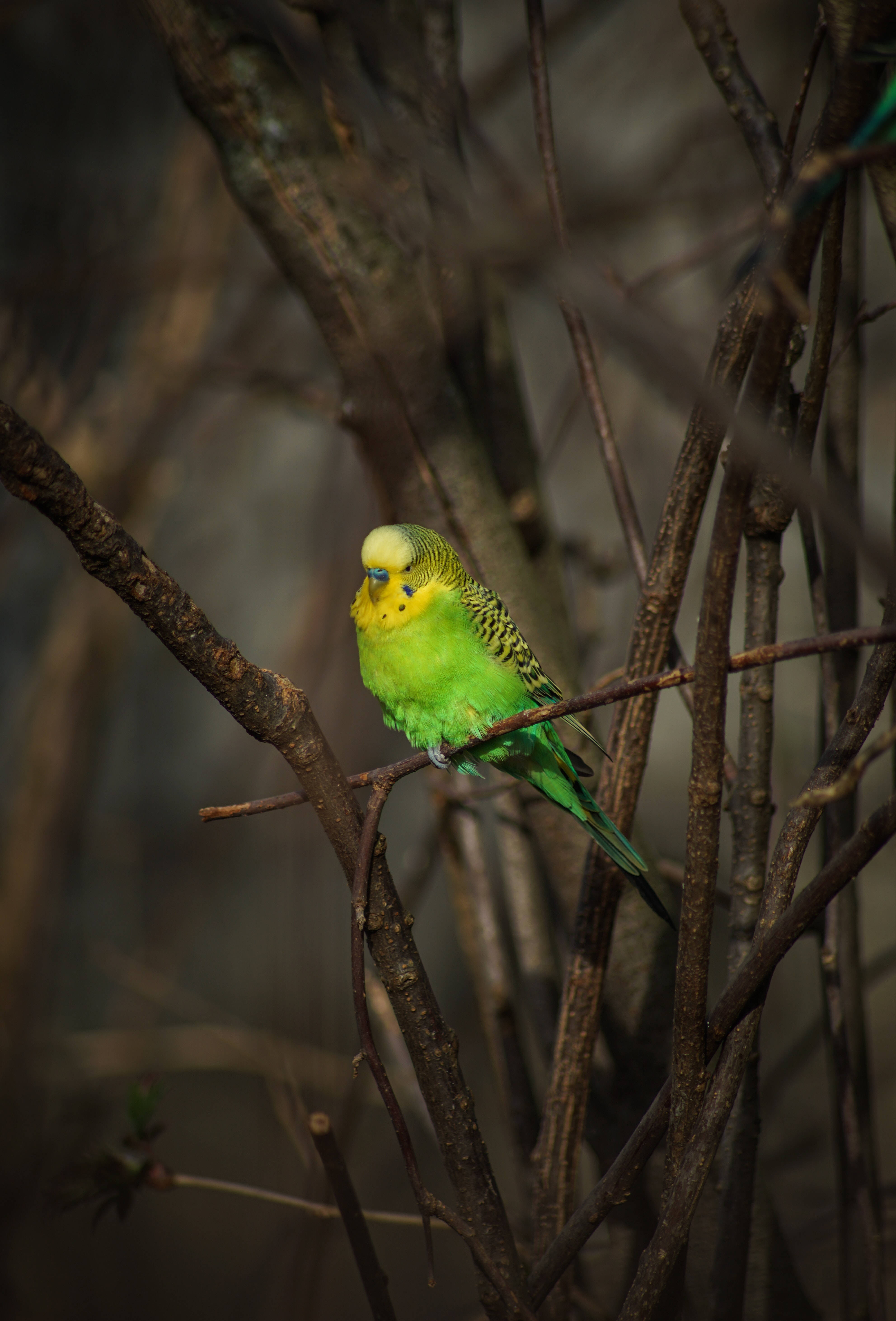 Green Parrot HD, vibrant green, yellow budgerigar, 5K Phone Wallpaper