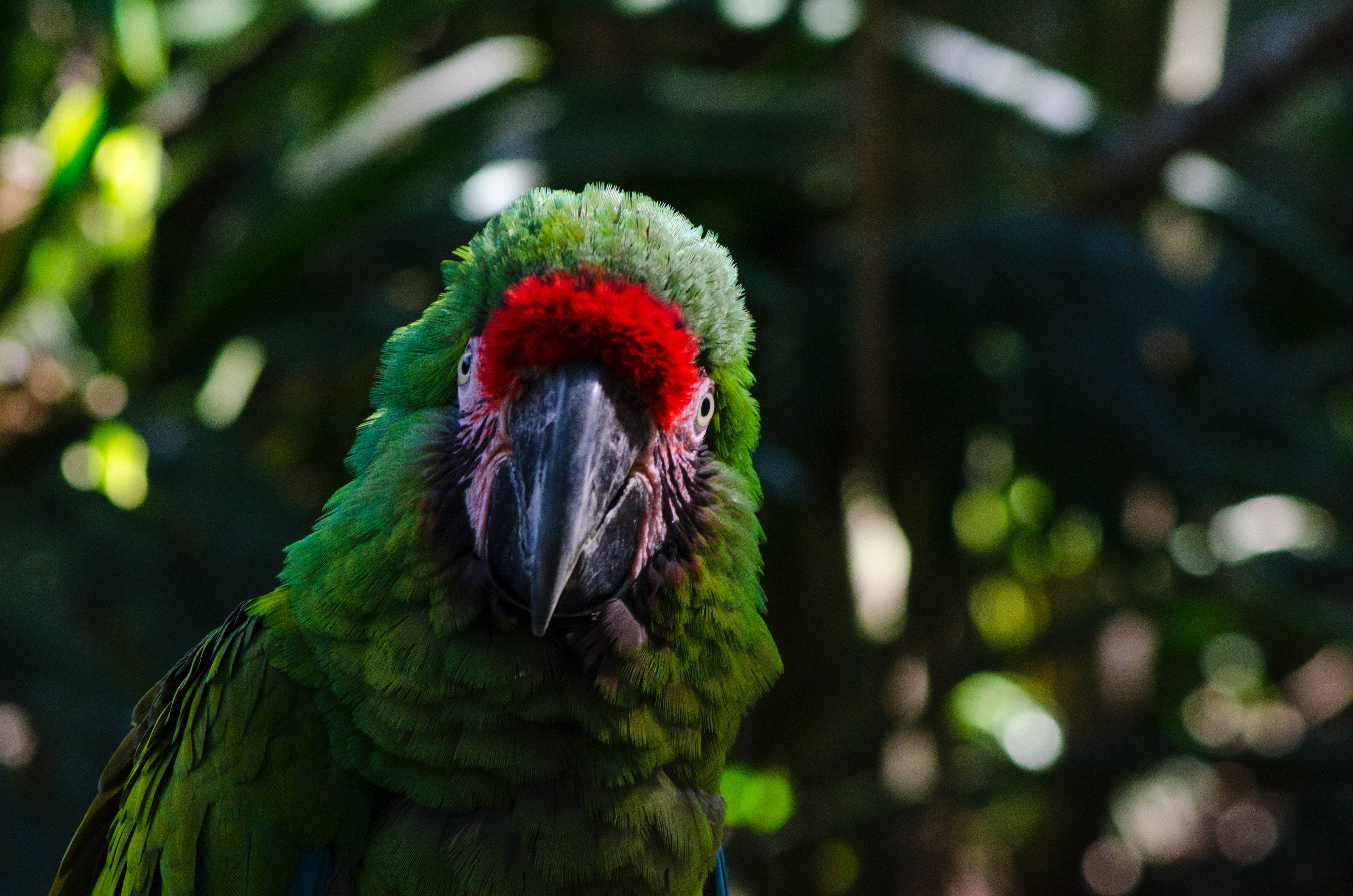 Staring Green Parrot HD, vibrant green parrot, red forehead, 4K Desktop Wallpaper