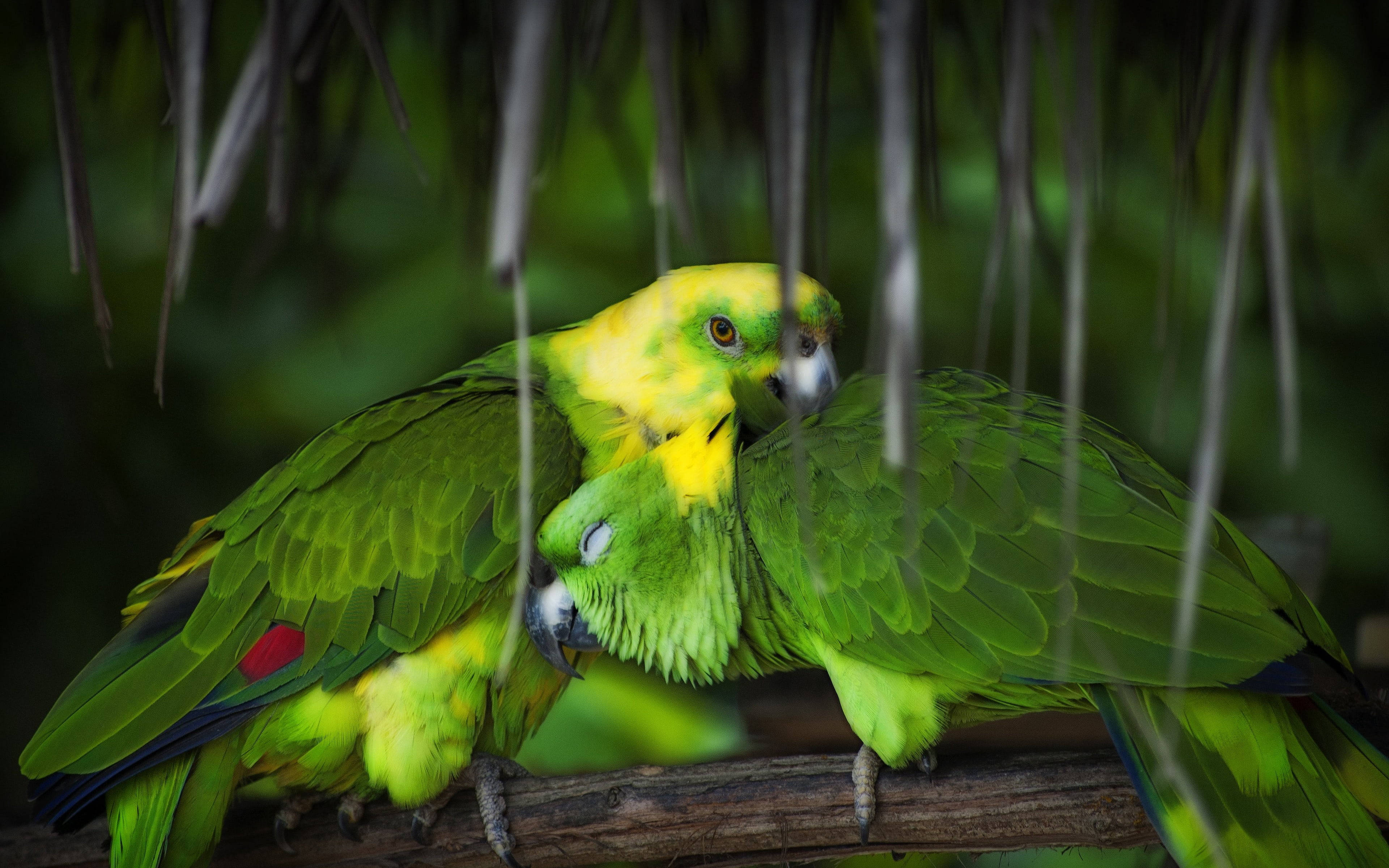 Cuddling Green Parrot HD, vibrant green parrots, yellow heads, 4K Desktop Wallpaper