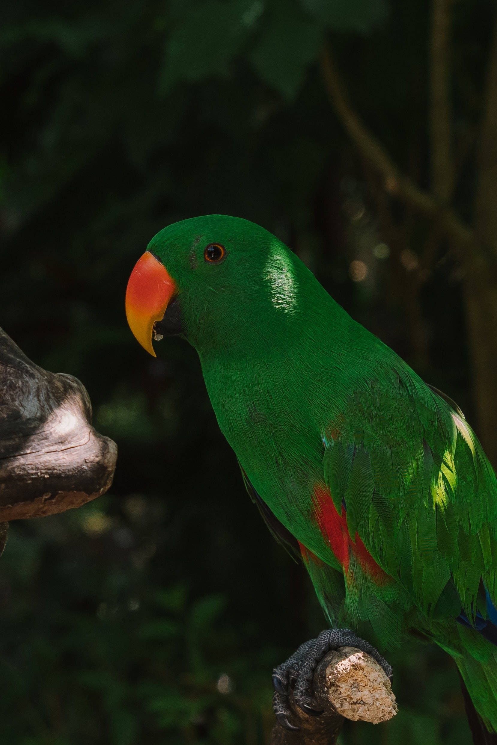 Green Parrot HD, vibrant green parrot, bright orange beak, Full HD Phone Wallpaper
