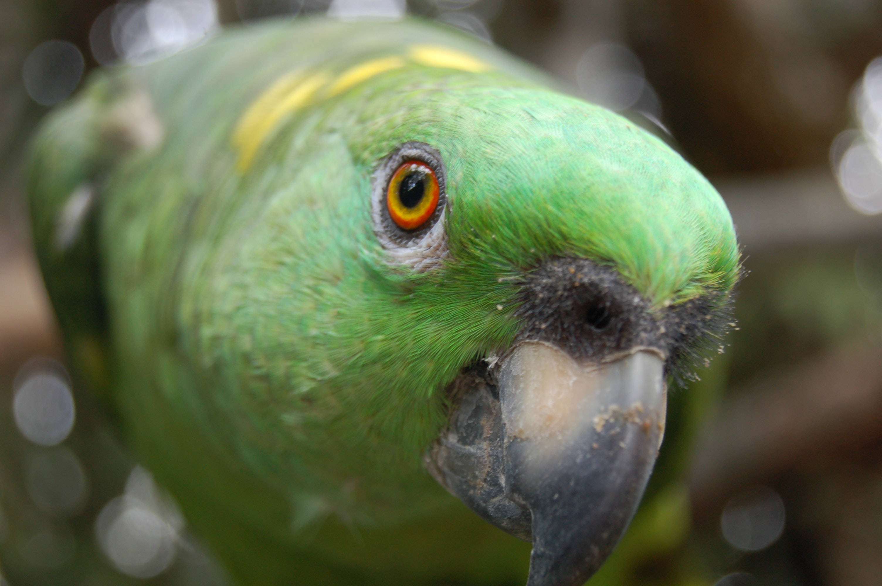 Green Parrot HD, vibrant green parrot, striking orange eye, 2K Desktop Wallpaper