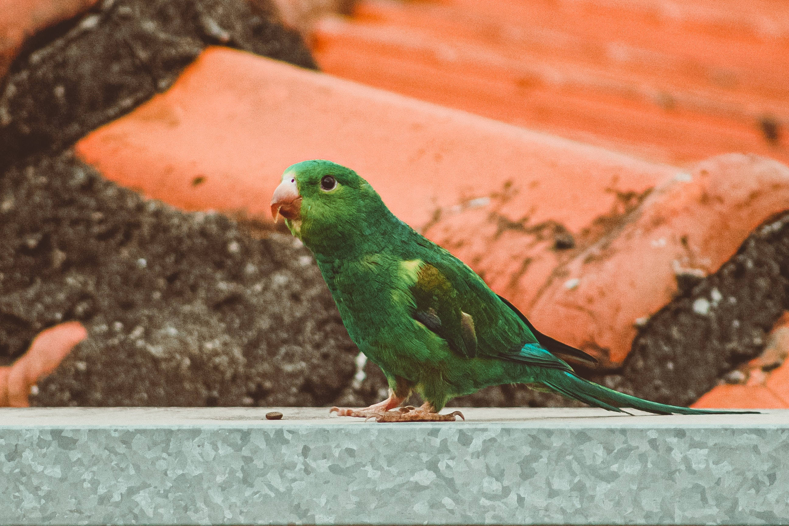 Green Parrot HD, vibrant green parrot, gray ledge, 2K Desktop Wallpaper