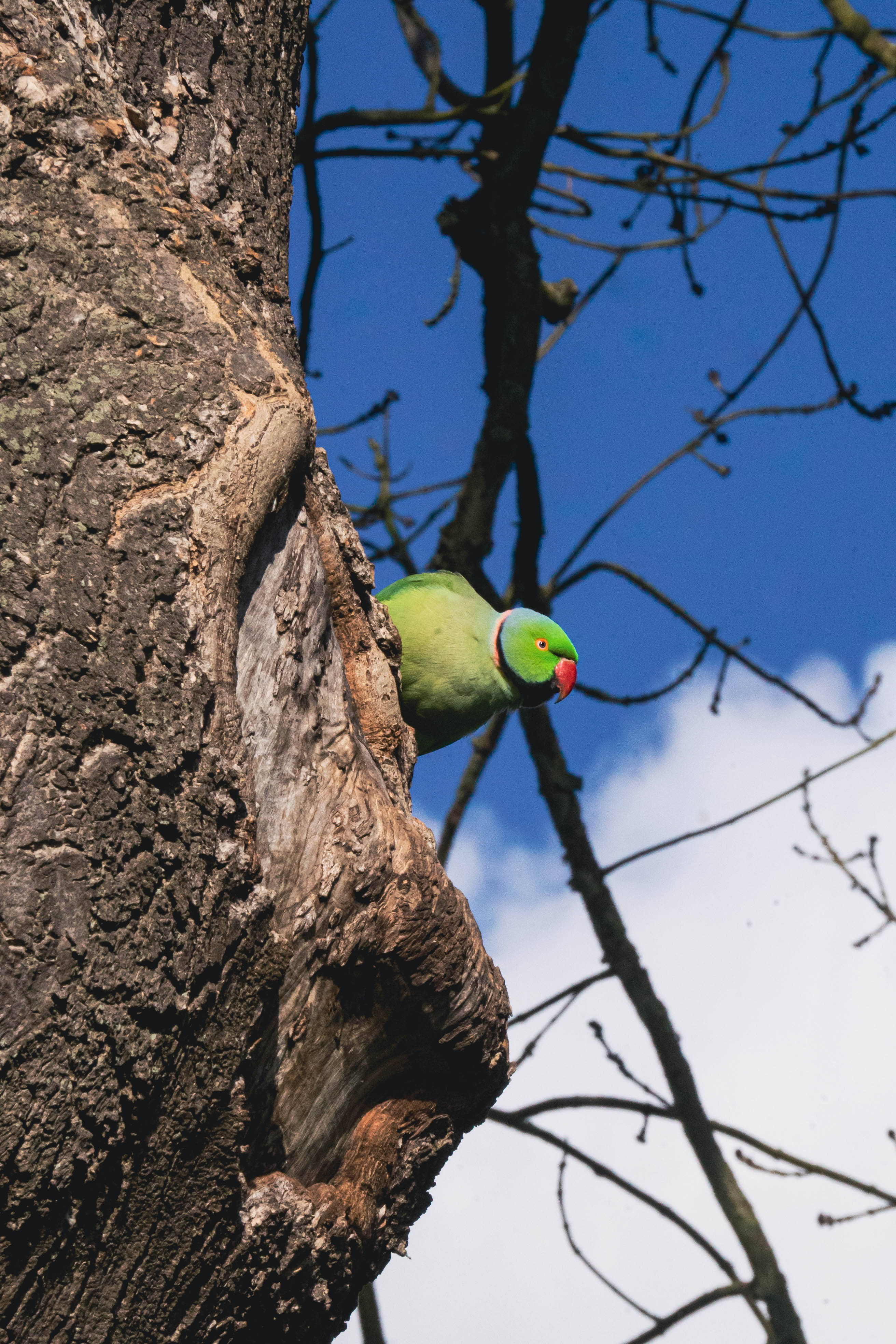 Green Parrot HD, tree trunk, tree hollow, 4K Phone Wallpaper