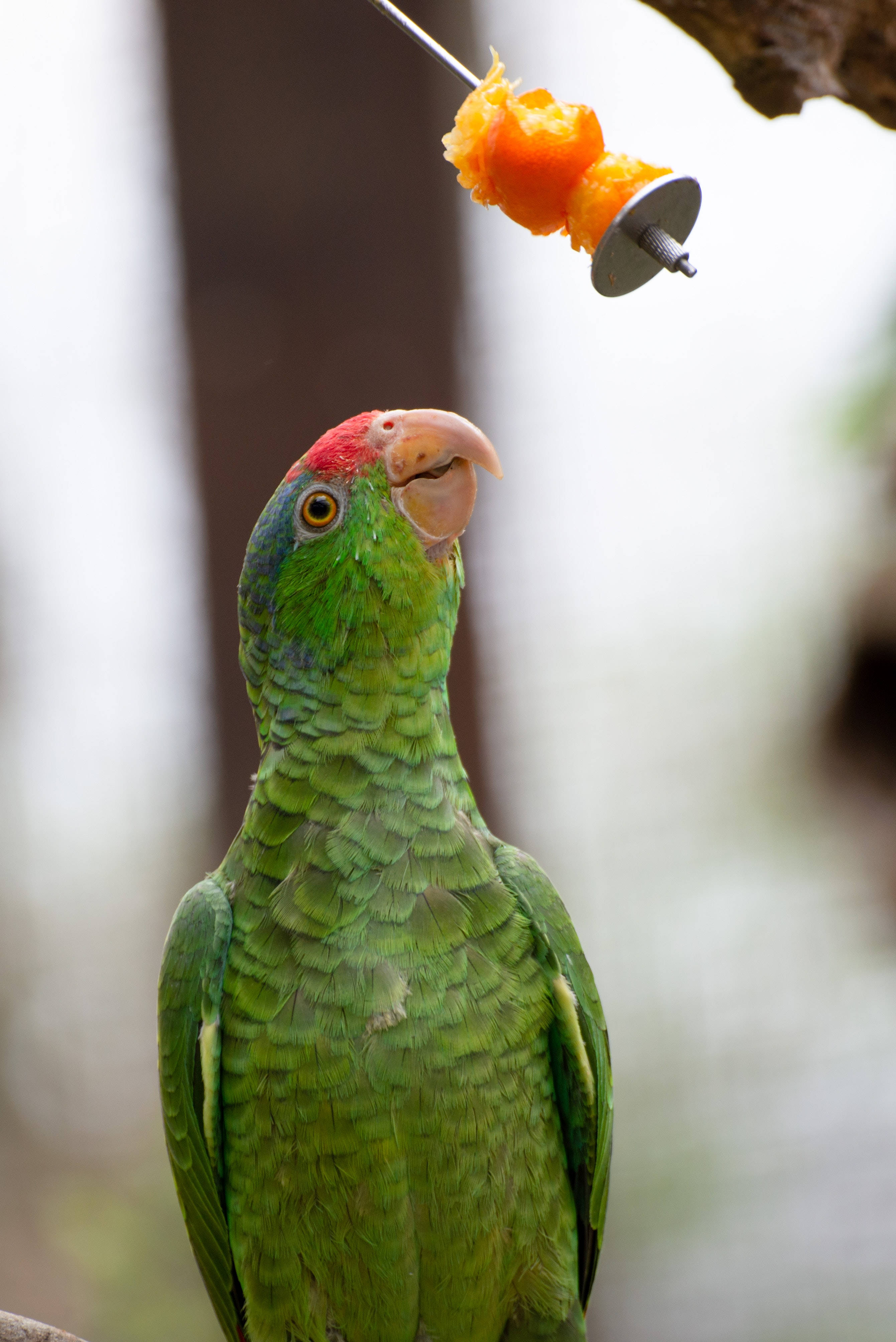 green parrot, red forehead, orange fruit, 4K Phone Wallpaper