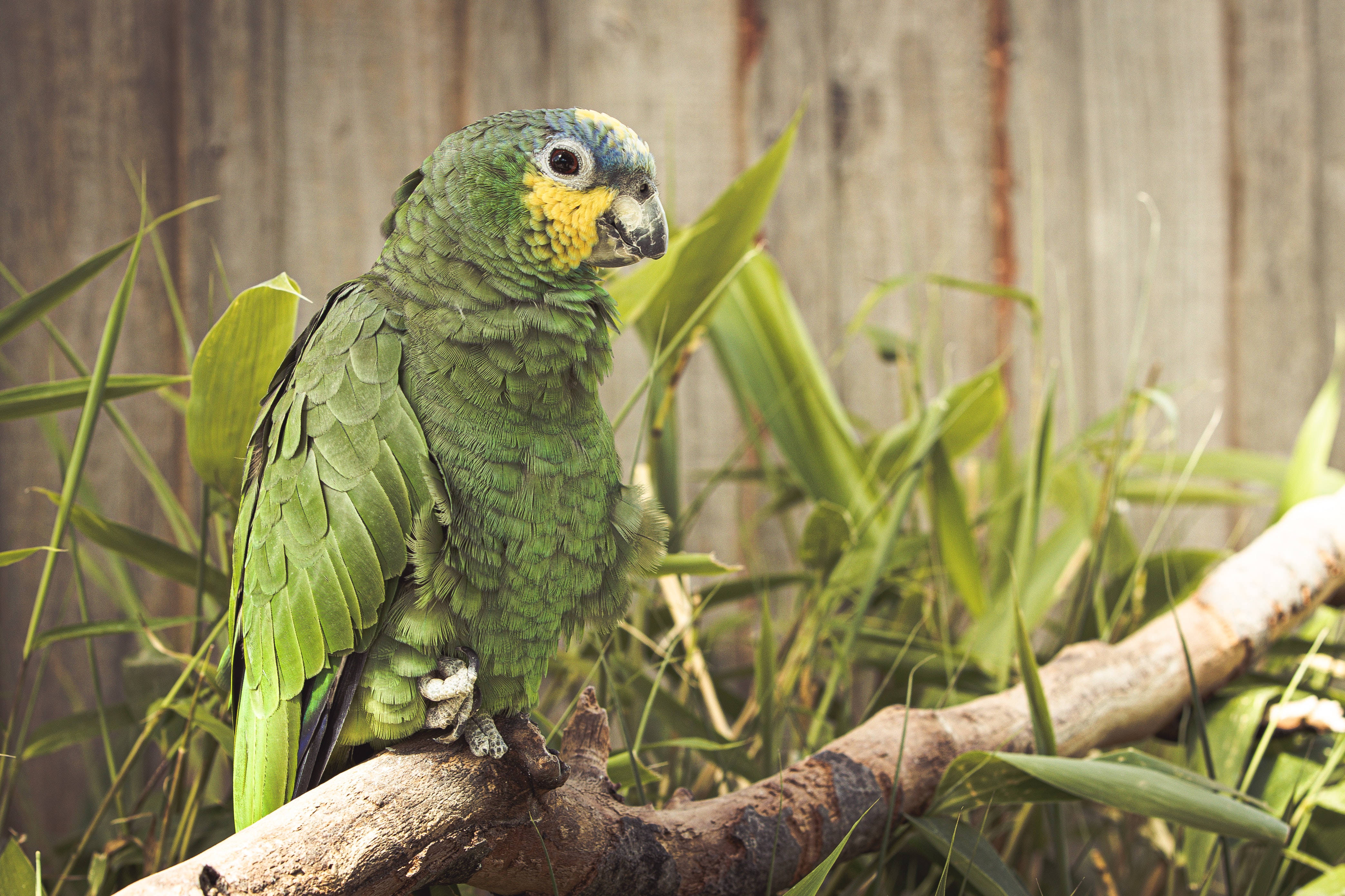 Grass Green Parrot HD, vibrant green parrot, yellow face, 4K Desktop Wallpaper
