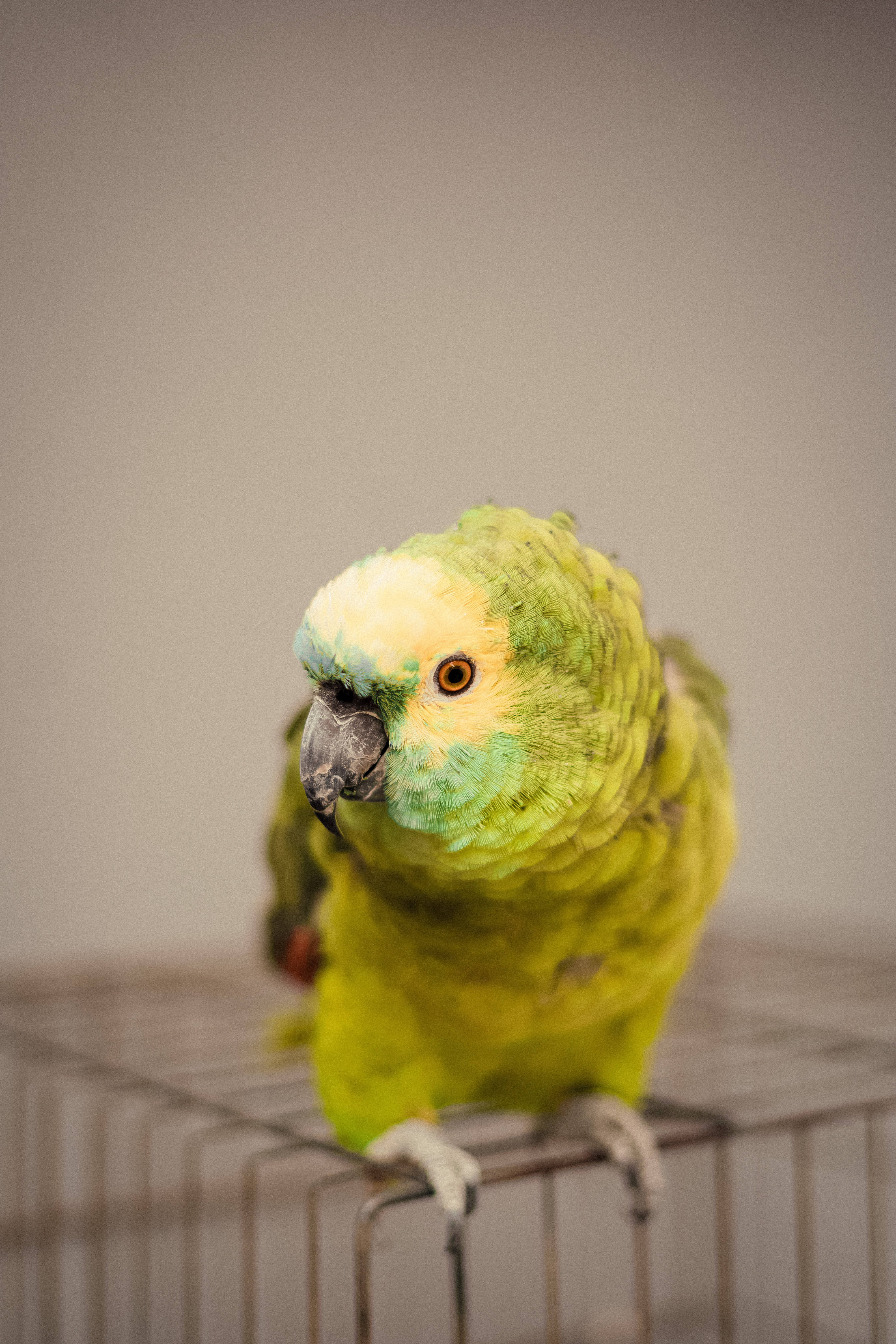 Green Parrot HD, vibrant green parrot, yellow forehead, 5K Phone Wallpaper