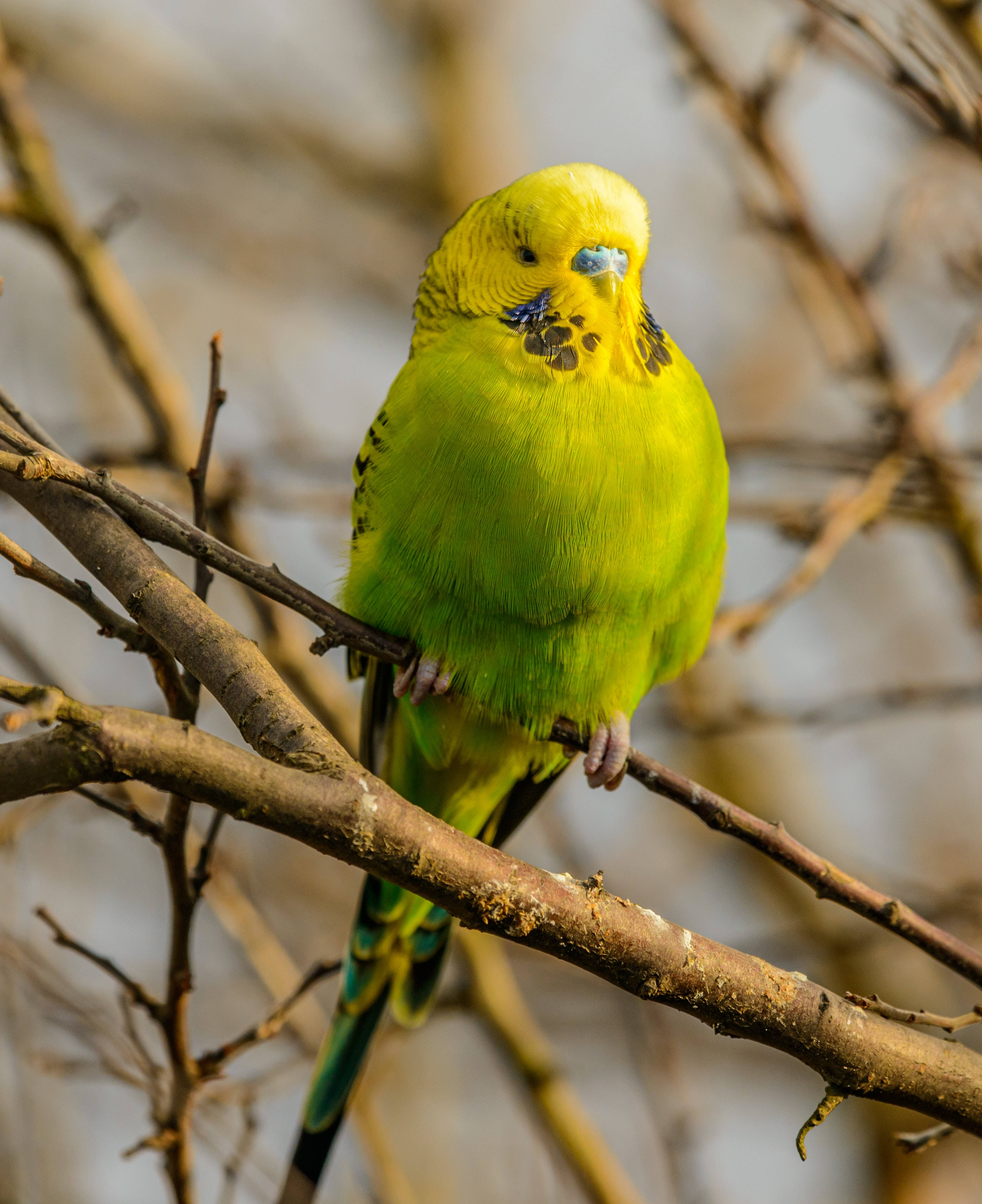 Yellow And Green Parrot HD, vibrant green budgerigar, bare branch, 2K Phone Wallpaper
