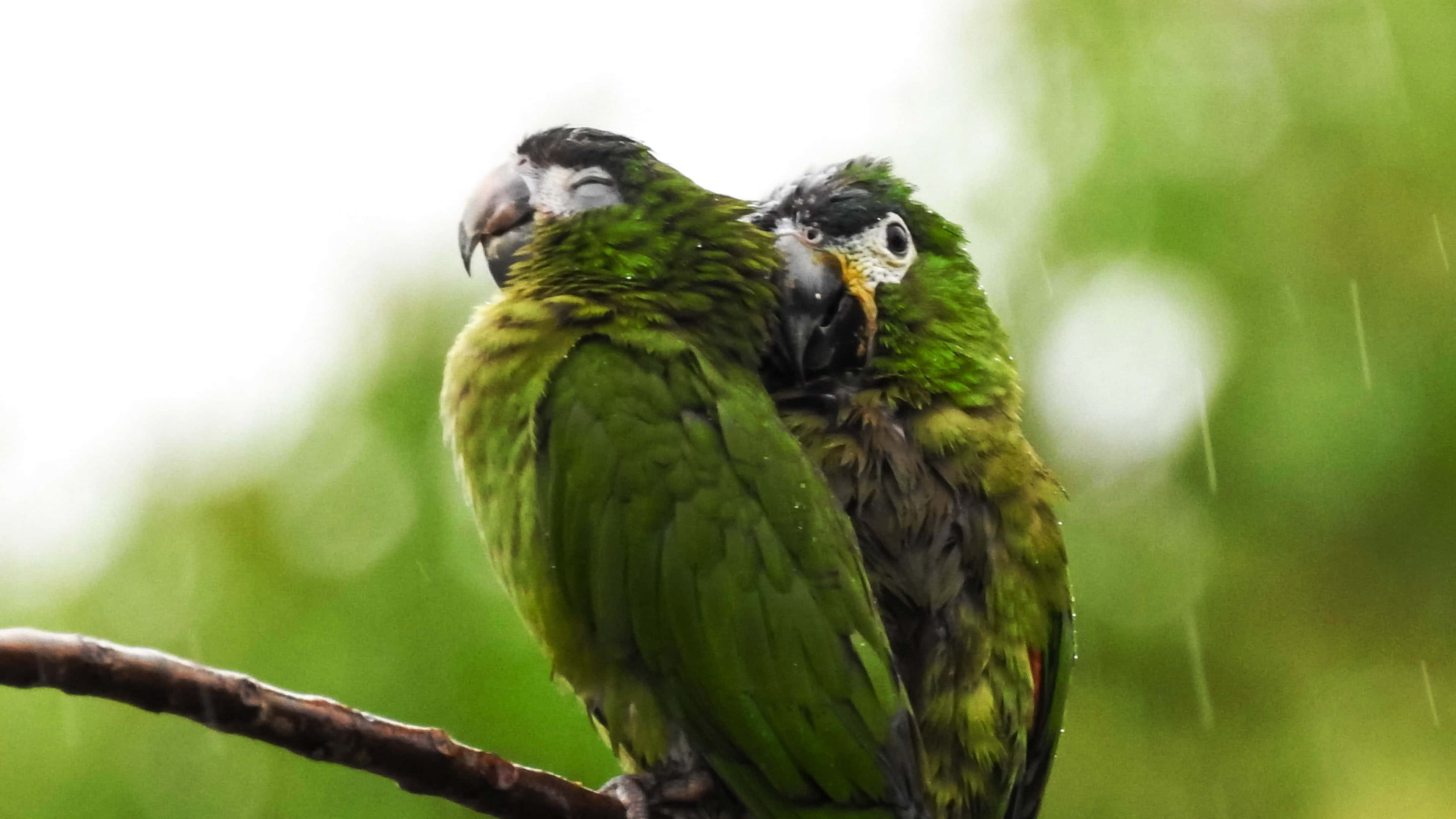 Parrot Rain, green parrots, branch, 4K Desktop Wallpaper