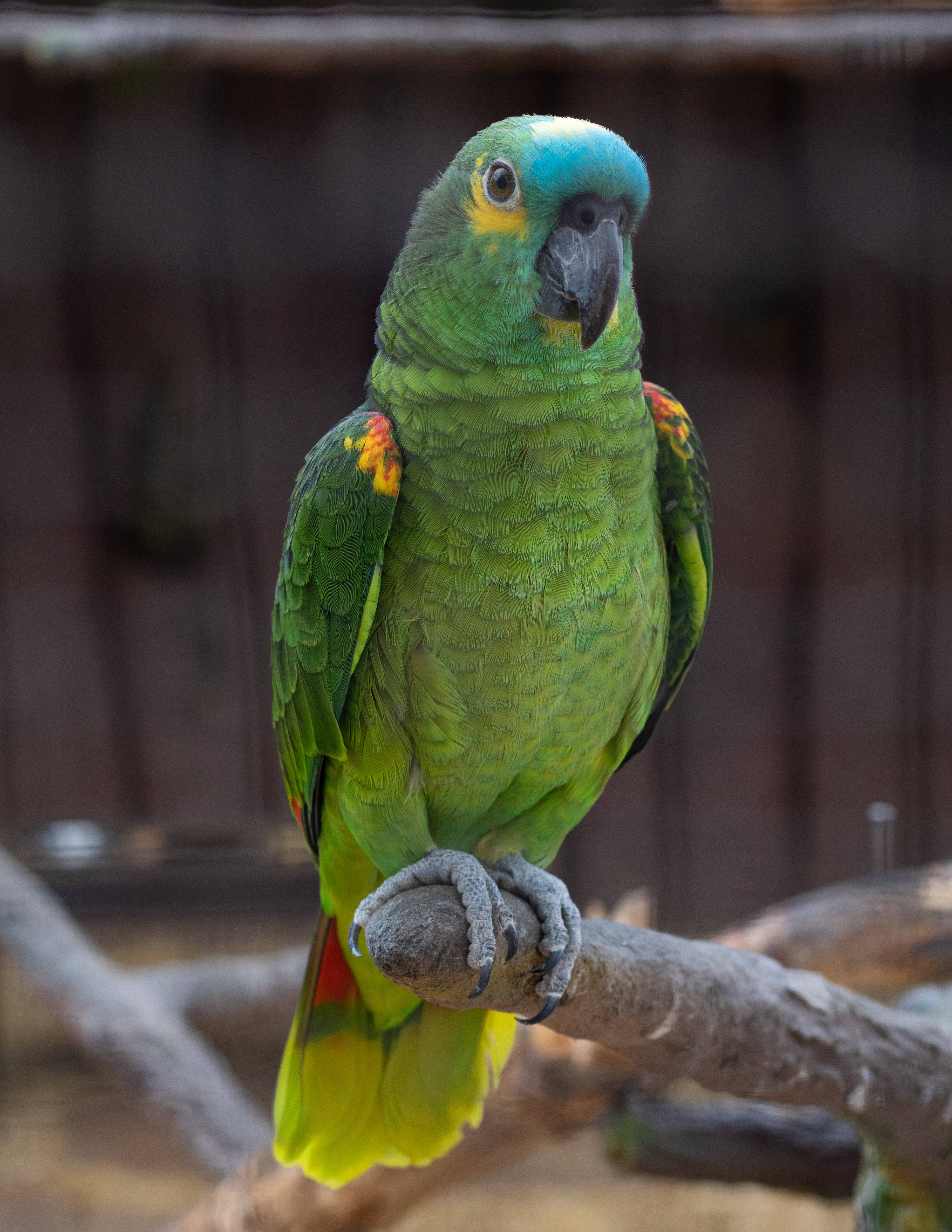 Green Parrot HD, vibrant green parrot, blue crown, 4K Phone Wallpaper