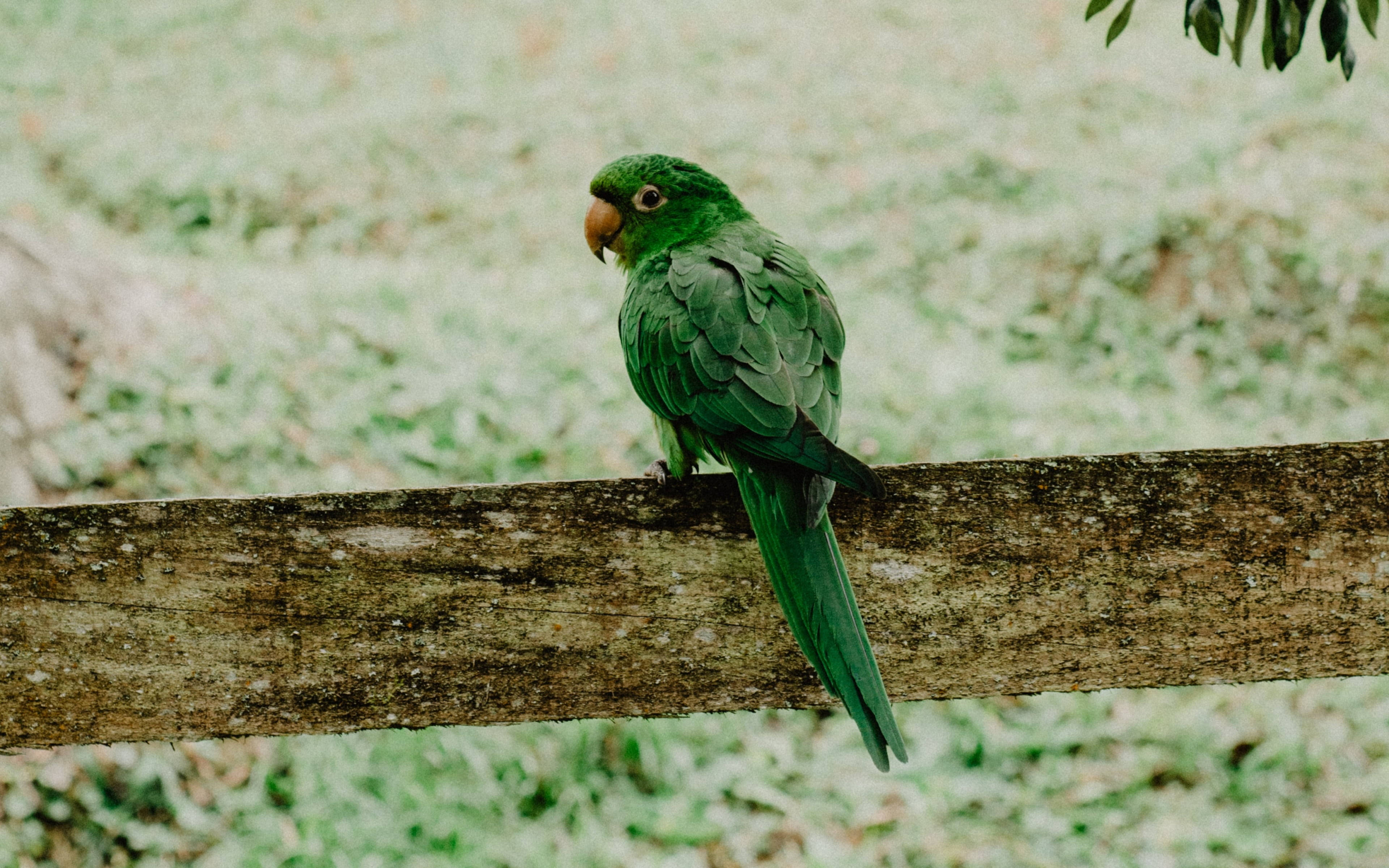 Green Parrot HD, vibrant green parrot, weathered wooden beam, 4K Desktop Wallpaper