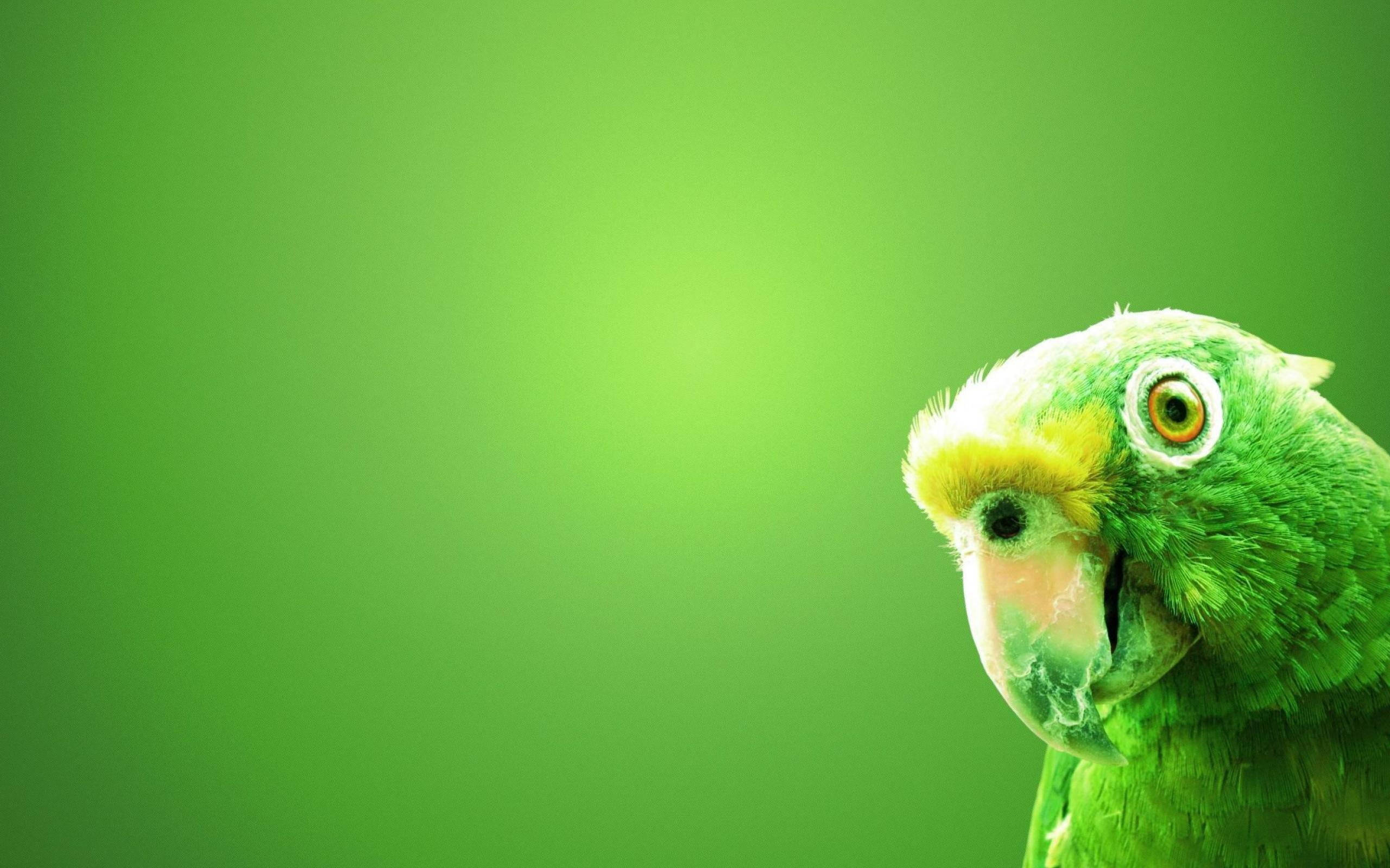 Green Parrot HD, vibrant green parrot, yellow crown, 2K Desktop Wallpaper