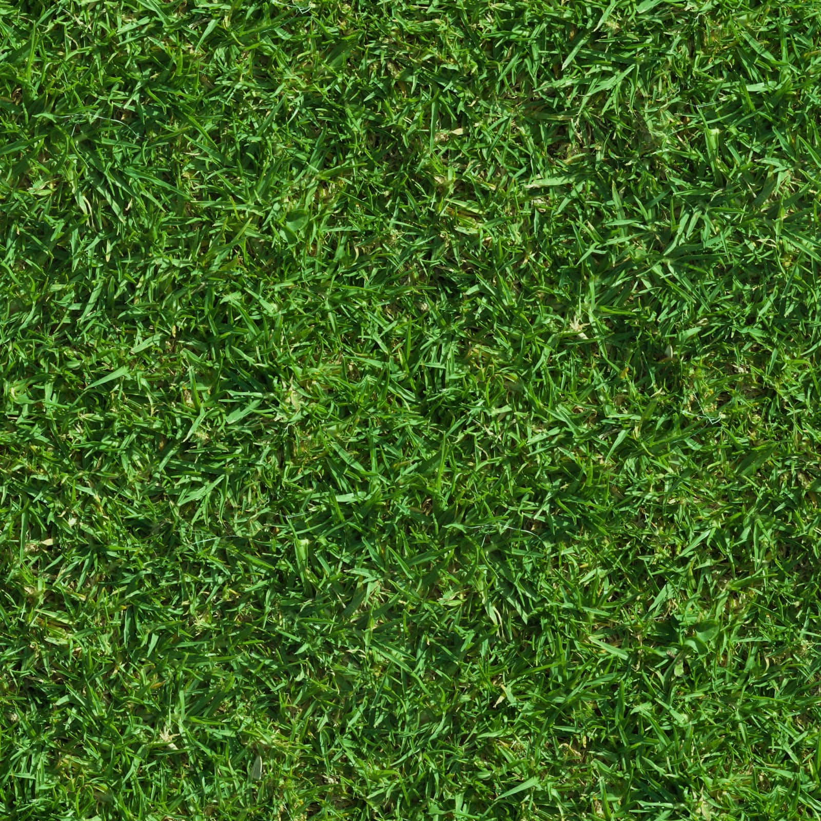 vibrant green, lush grass blades, natural texture, HD Desktop Wallpaper