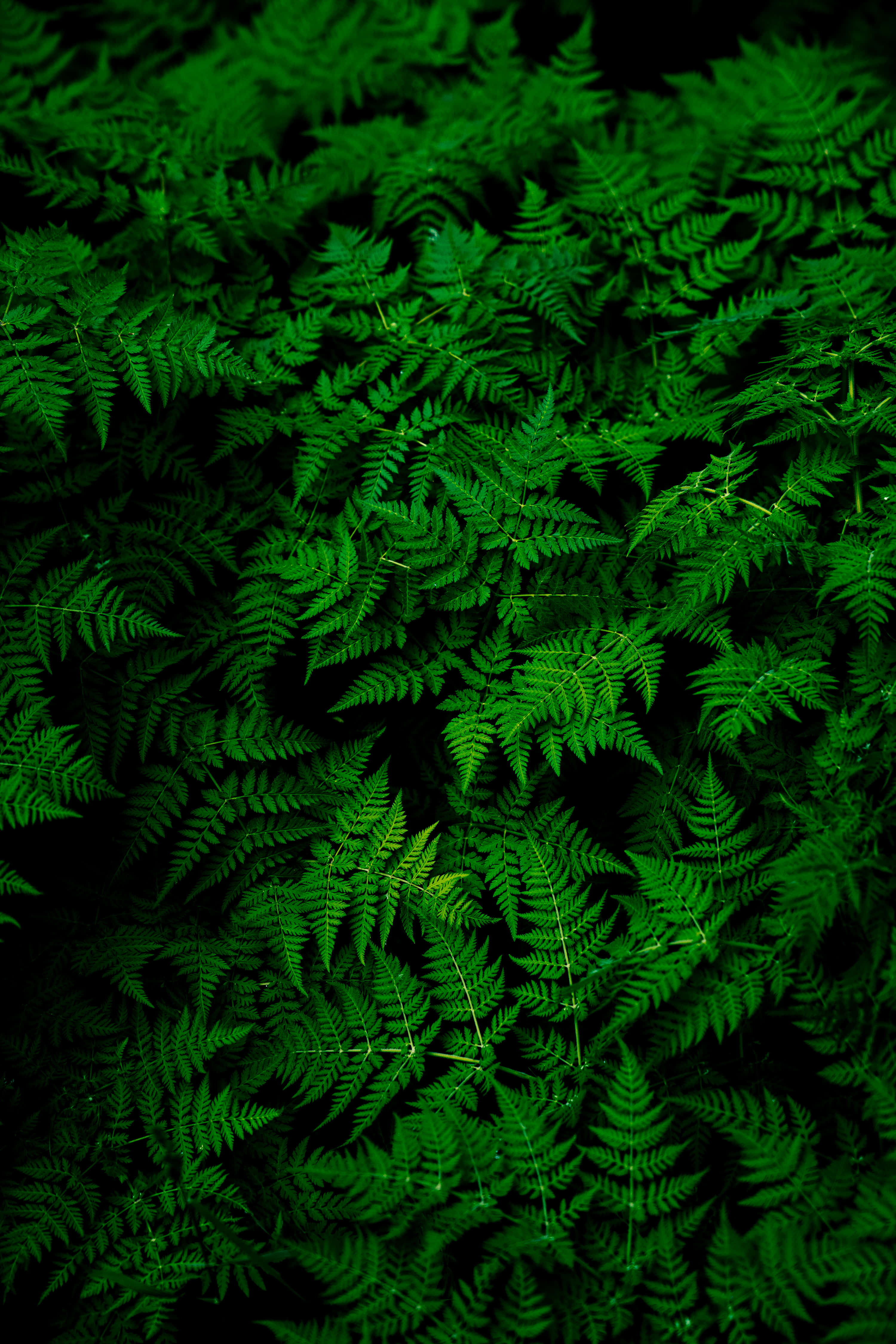 green phone, vibrant green, ferns, 4K Phone Wallpaper