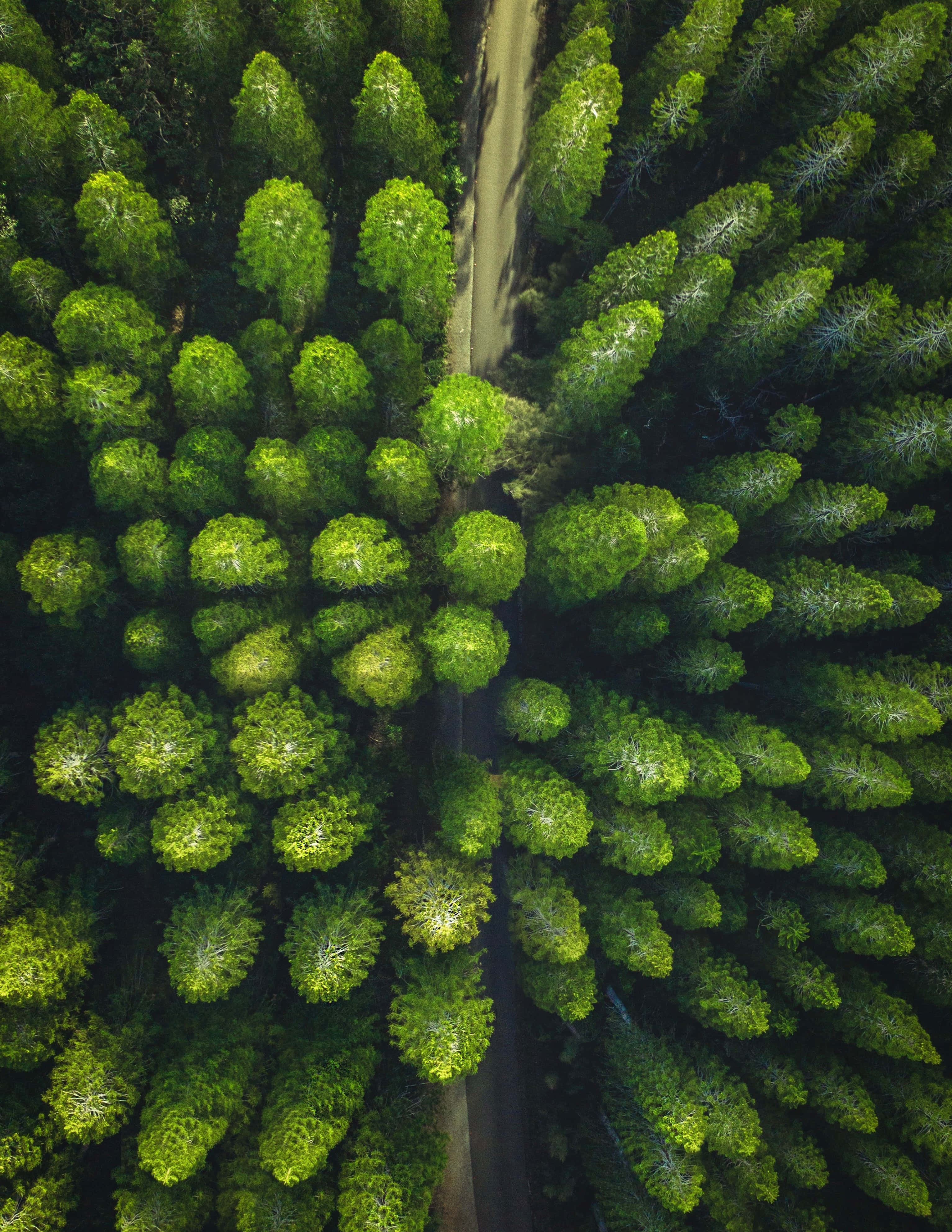 Green Phone, Trees, Aerial view, 4K Phone Wallpaper