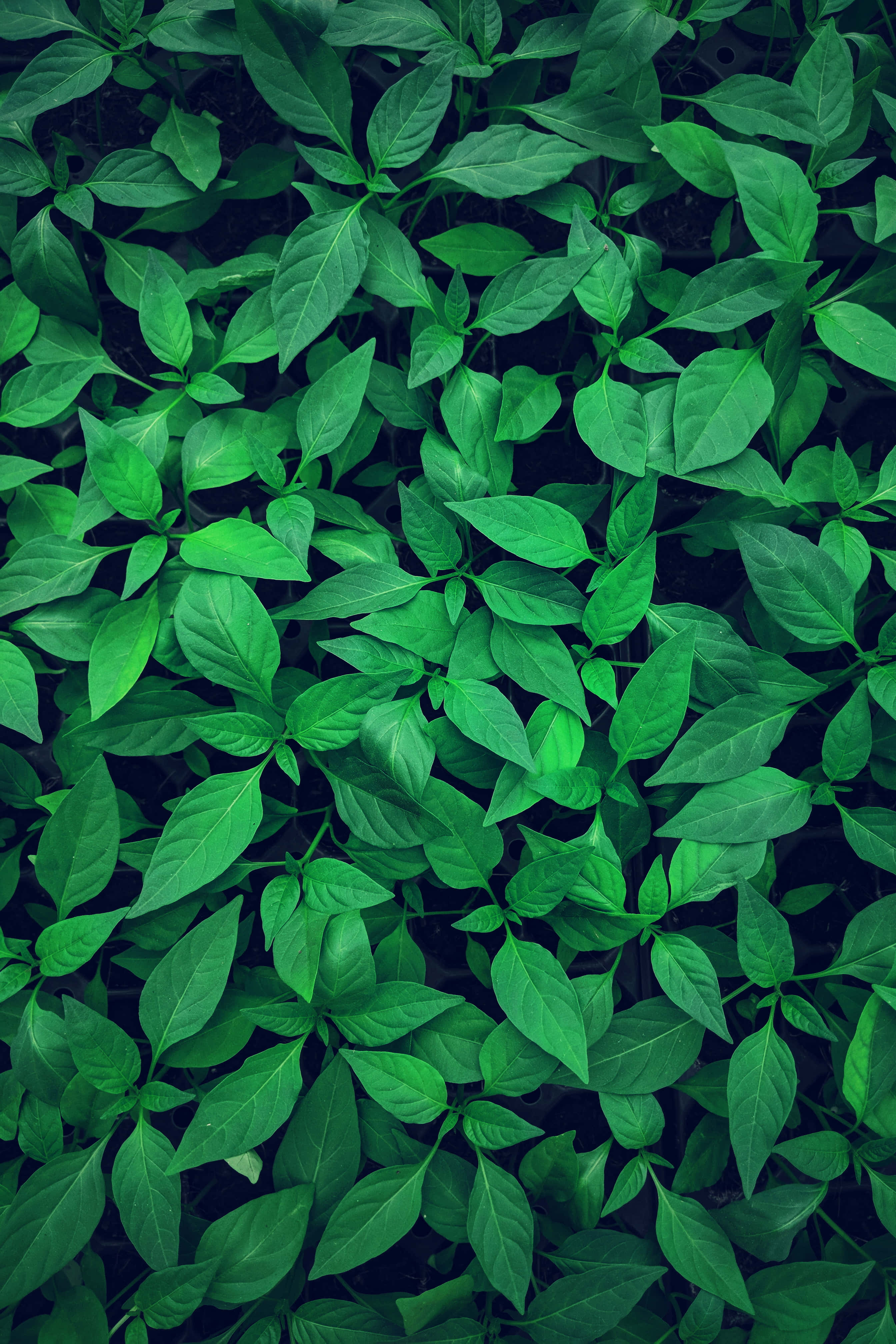GreenPhone, vibrant green, pepper plant leaves, 4K Phone Wallpaper