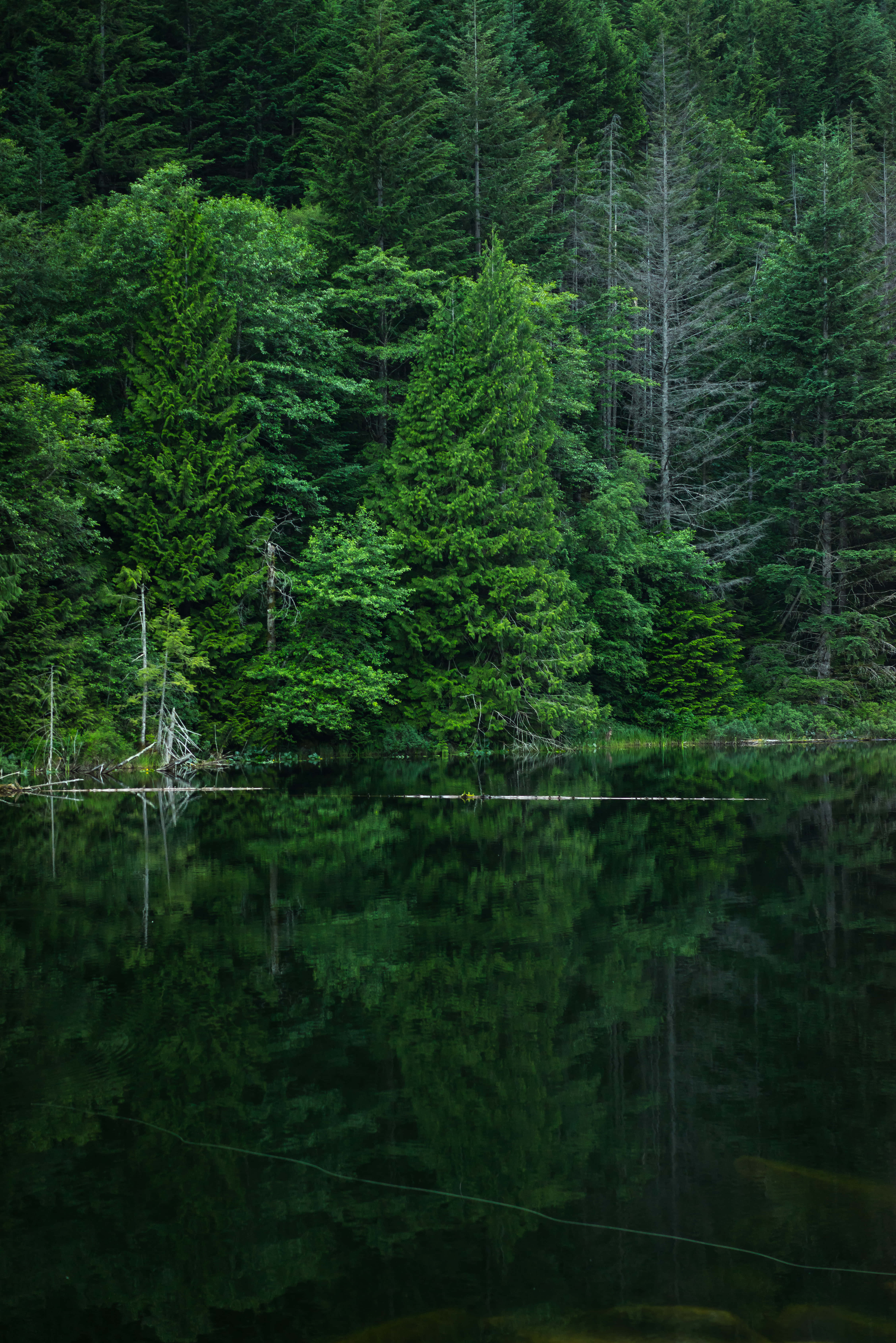 Green Phone, forest lake, dense green trees, 5K Phone Wallpaper