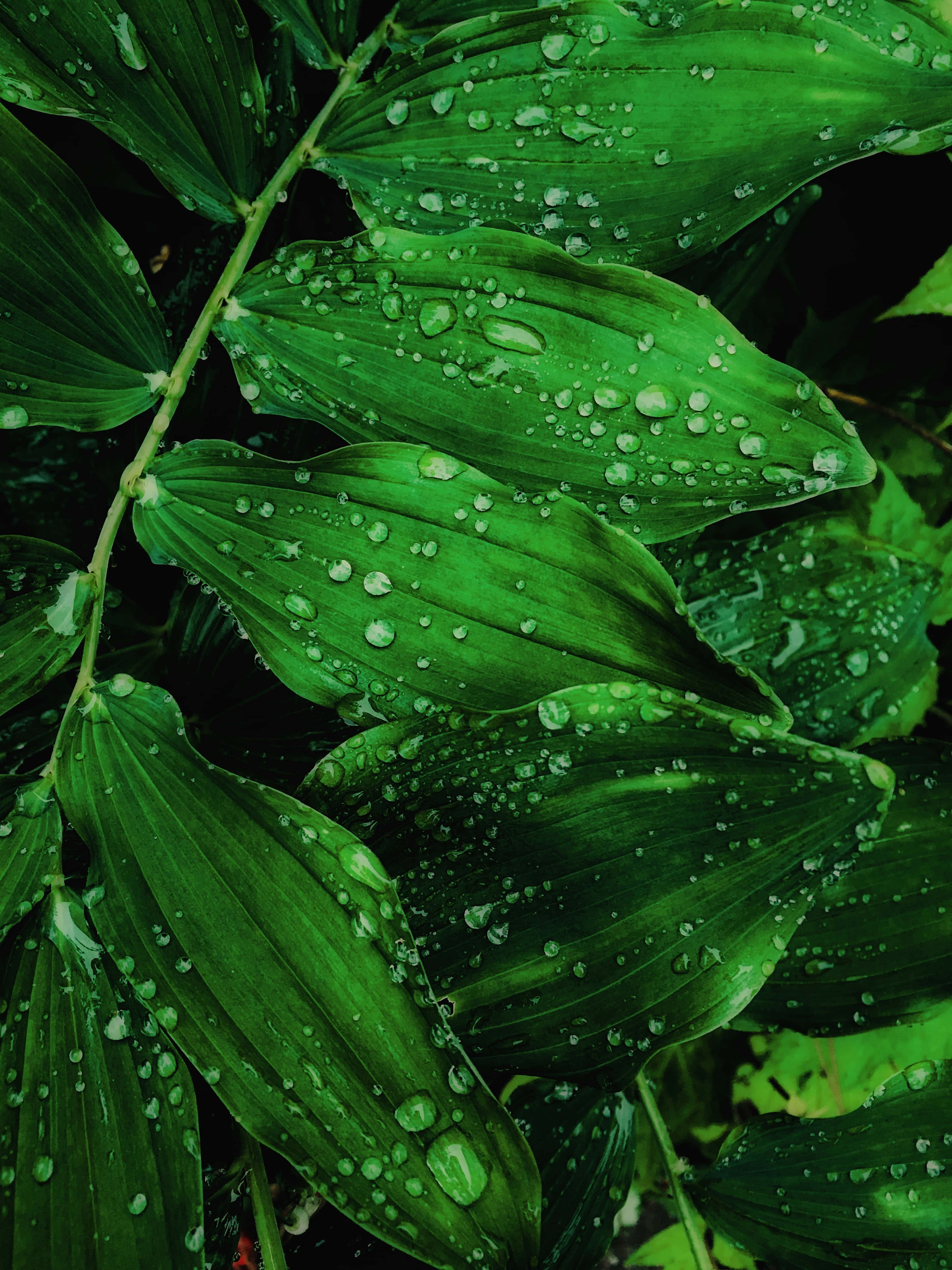 Green Phone, vibrant green leaves, fresh dewdrops, 4K Phone Wallpaper