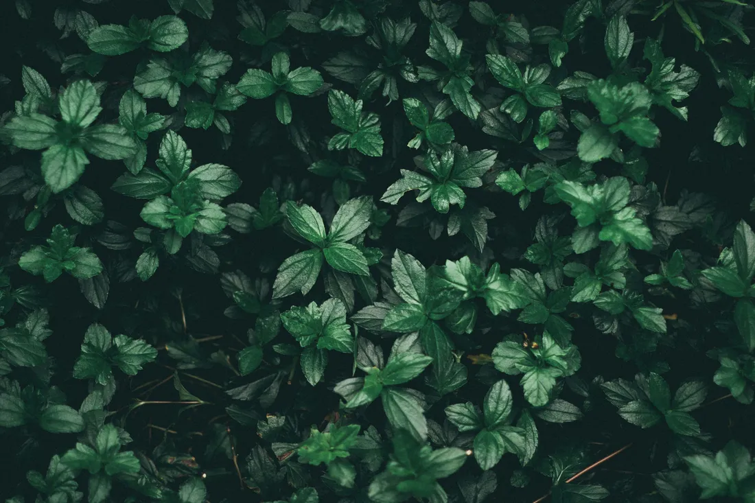 Green Plant Aesthetic